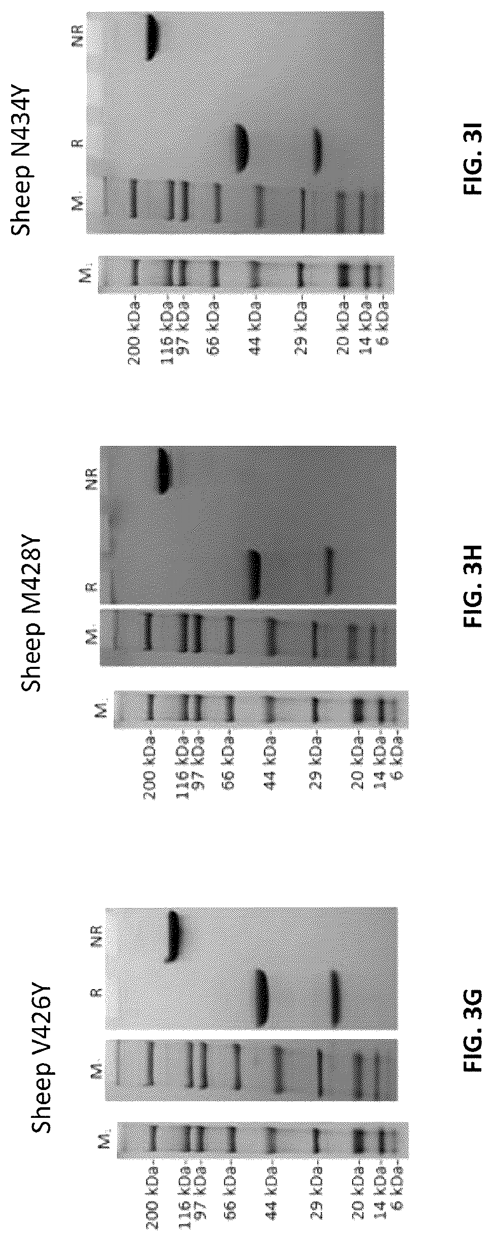 Patent US12103961 Figure 8 – Compositions for increasing half-life of a therapeutic agent in livestock animals and methods of use