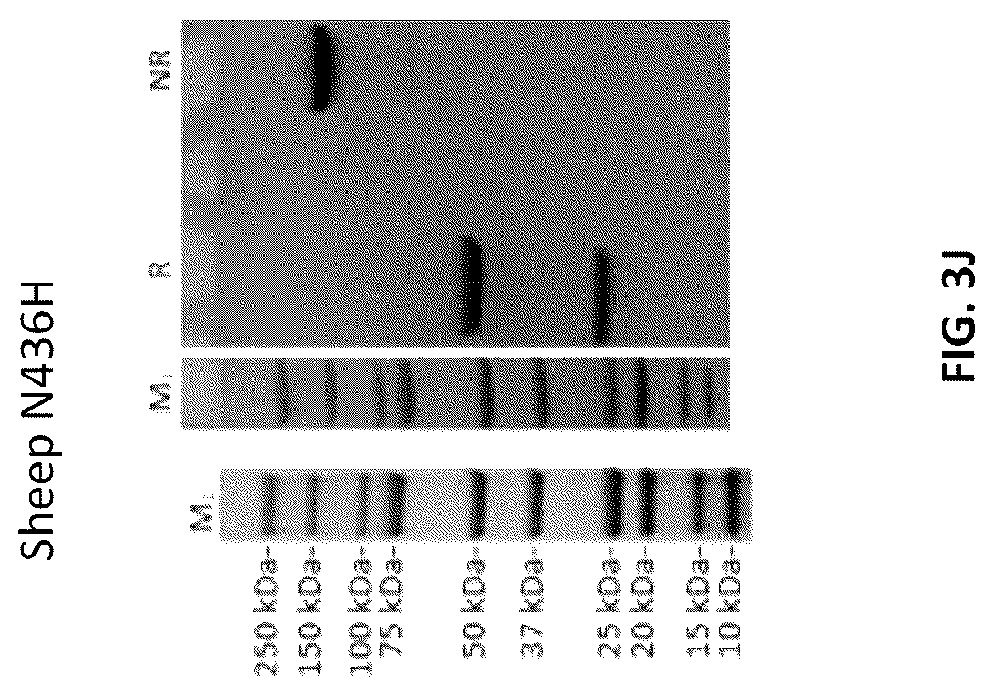 Patent US12103961 Figure 9 – Compositions for increasing half-life of a therapeutic agent in livestock animals and methods of use
