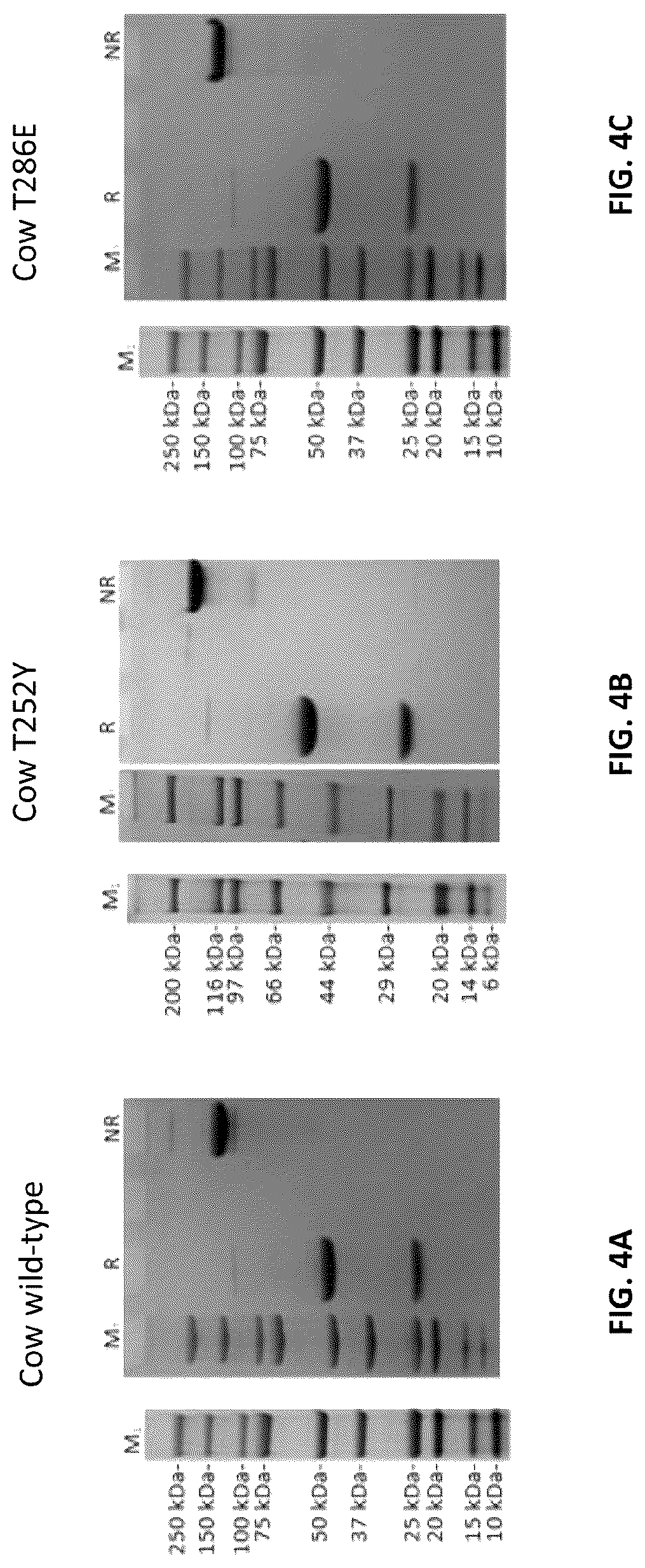 Patent US12103961 Figure 10 – Compositions for increasing half-life of a therapeutic agent in livestock animals and methods of use