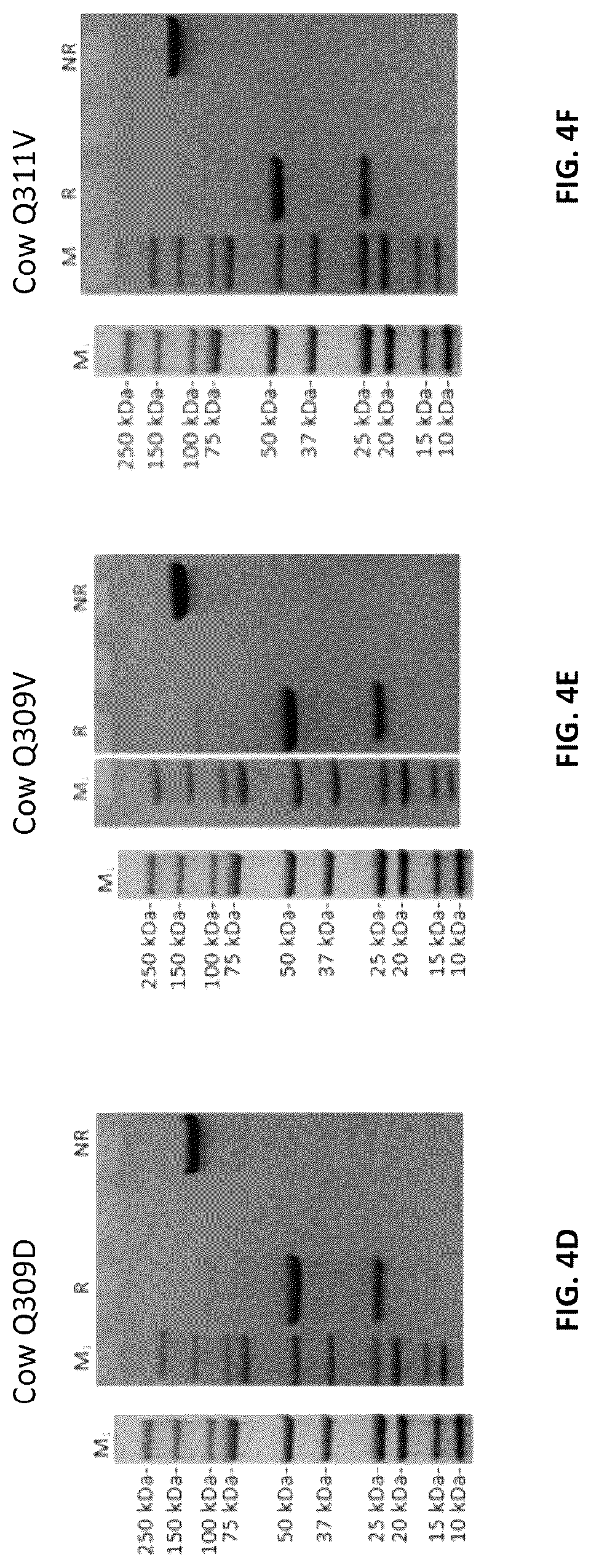 Patent US12103961 Figure 11 – Compositions for increasing half-life of a therapeutic agent in livestock animals and methods of use