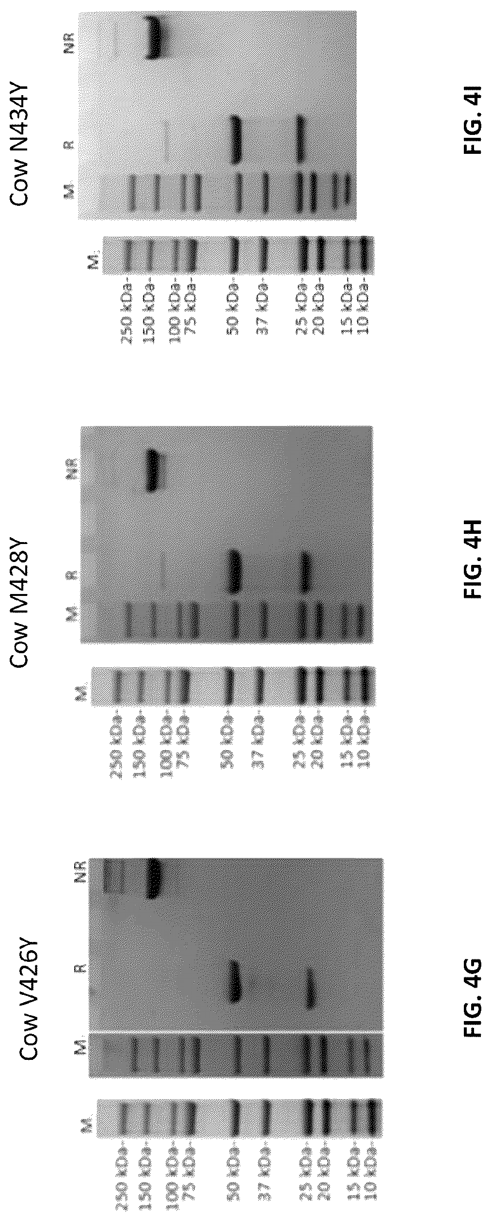 Patent US12103961 Figure 12 – Compositions for increasing half-life of a therapeutic agent in livestock animals and methods of use