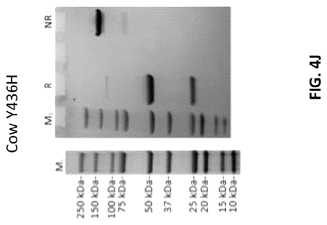 Patent US12103961 Figure 13 – Compositions for increasing half-life of a therapeutic agent in livestock animals and methods of use