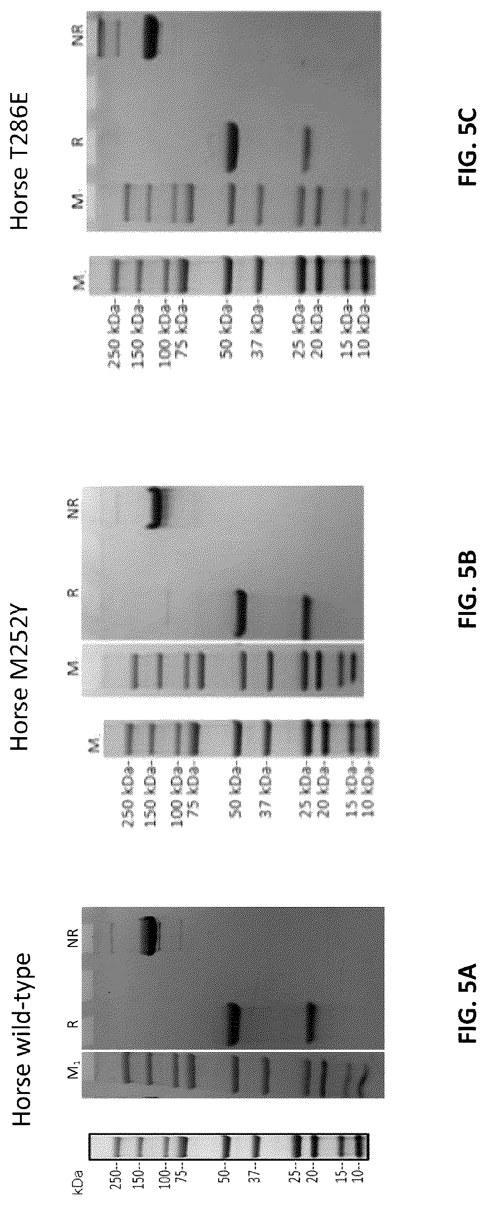 Patent US12103961 Figure 14 – Compositions for increasing half-life of a therapeutic agent in livestock animals and methods of use