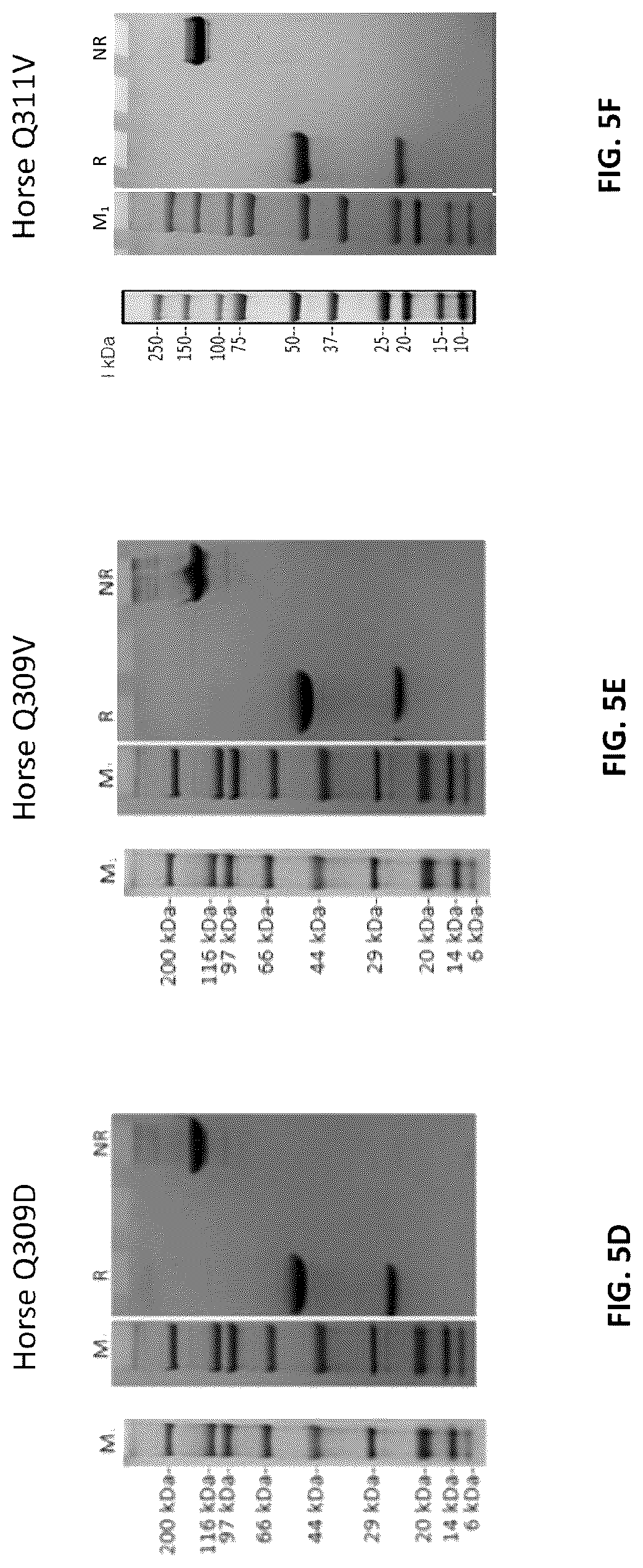 Patent US12103961 Figure 15 – Compositions for increasing half-life of a therapeutic agent in livestock animals and methods of use