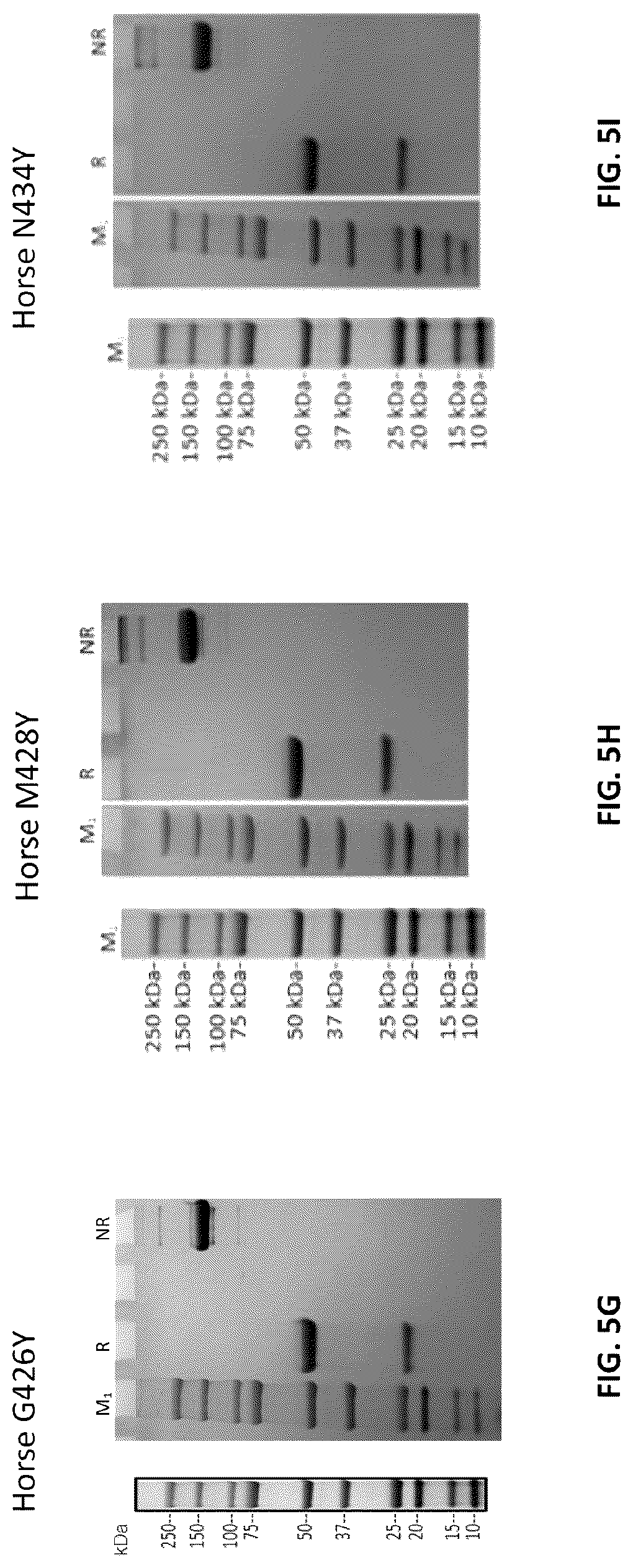Patent US12103961 Figure 16 – Compositions for increasing half-life of a therapeutic agent in livestock animals and methods of use