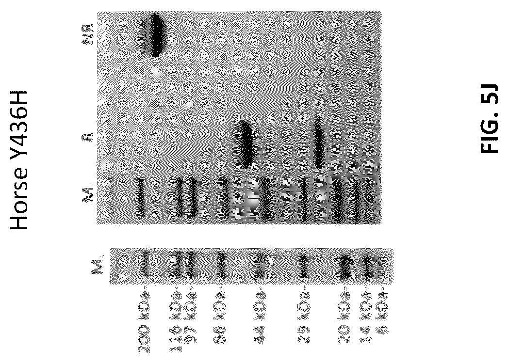 Patent US12103961 Figure 17 – Compositions for increasing half-life of a therapeutic agent in livestock animals and methods of use