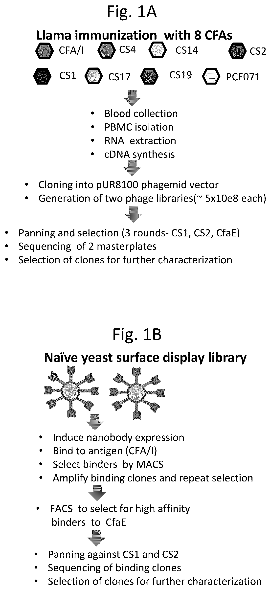 Patent US12103963 Figure 1 – Anti-ETEC adhesin protein antibodies and methods of use