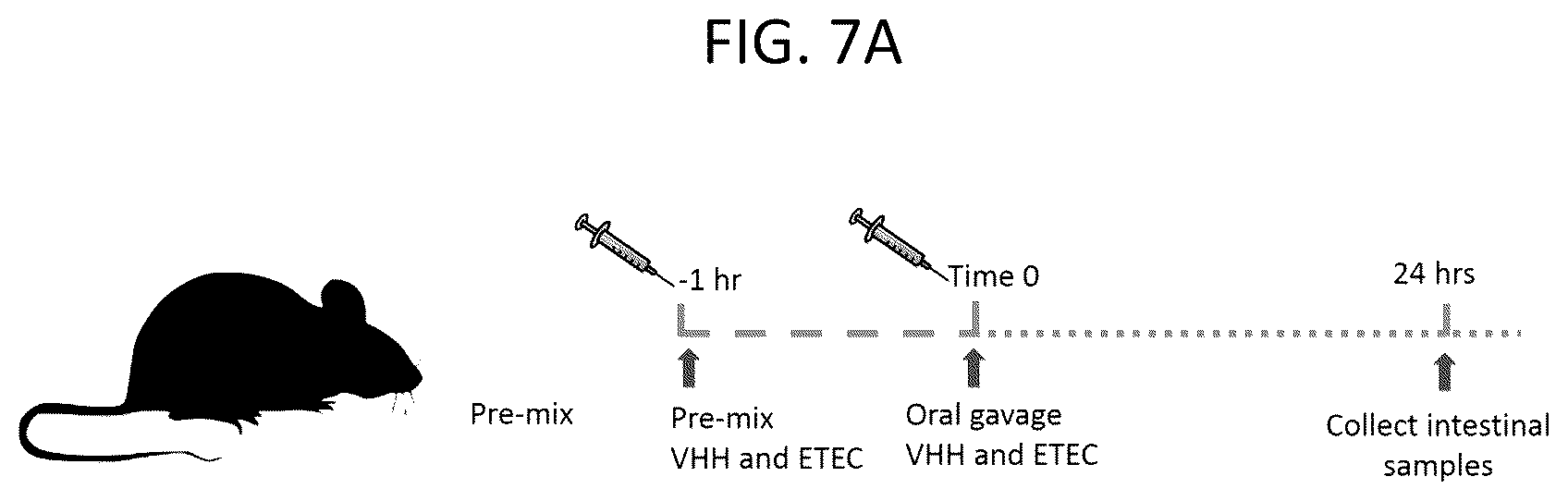 Patent US12103963 Figure 8 – Anti-ETEC adhesin protein antibodies and methods of use