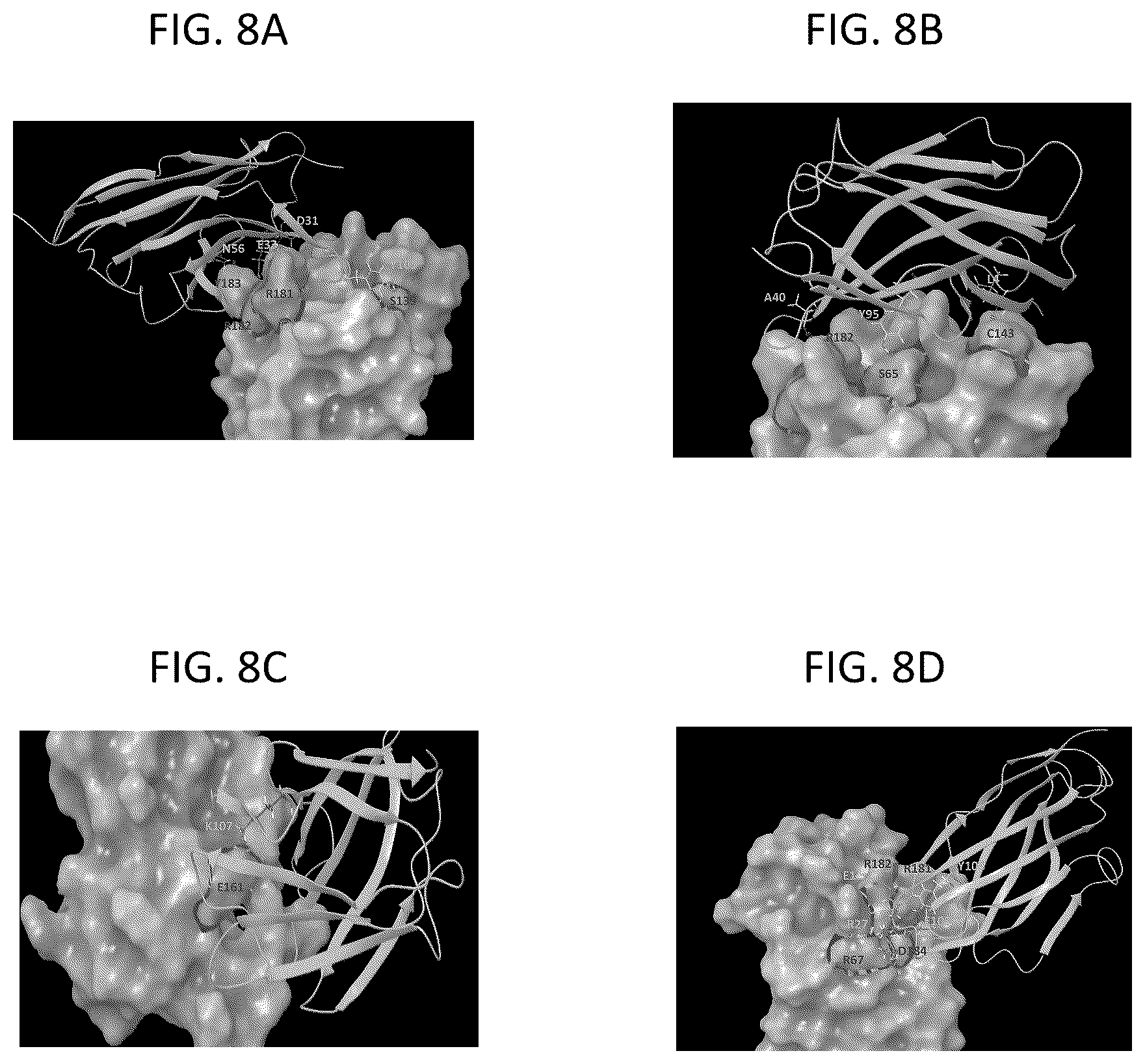 Patent US12103963 Figure 10 – Anti-ETEC adhesin protein antibodies and methods of use