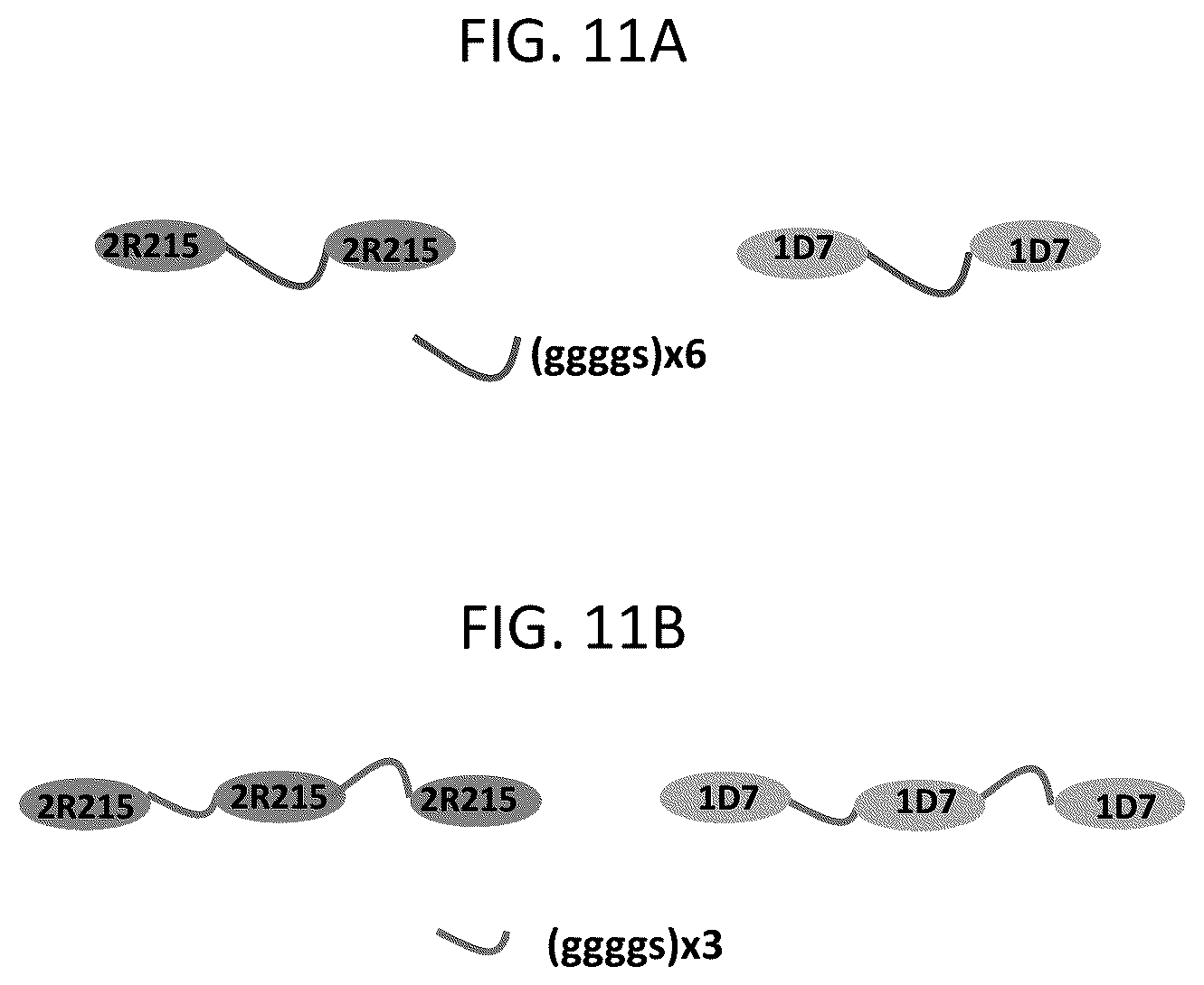 Patent US12103963 Figure 13 – Anti-ETEC adhesin protein antibodies and methods of use
