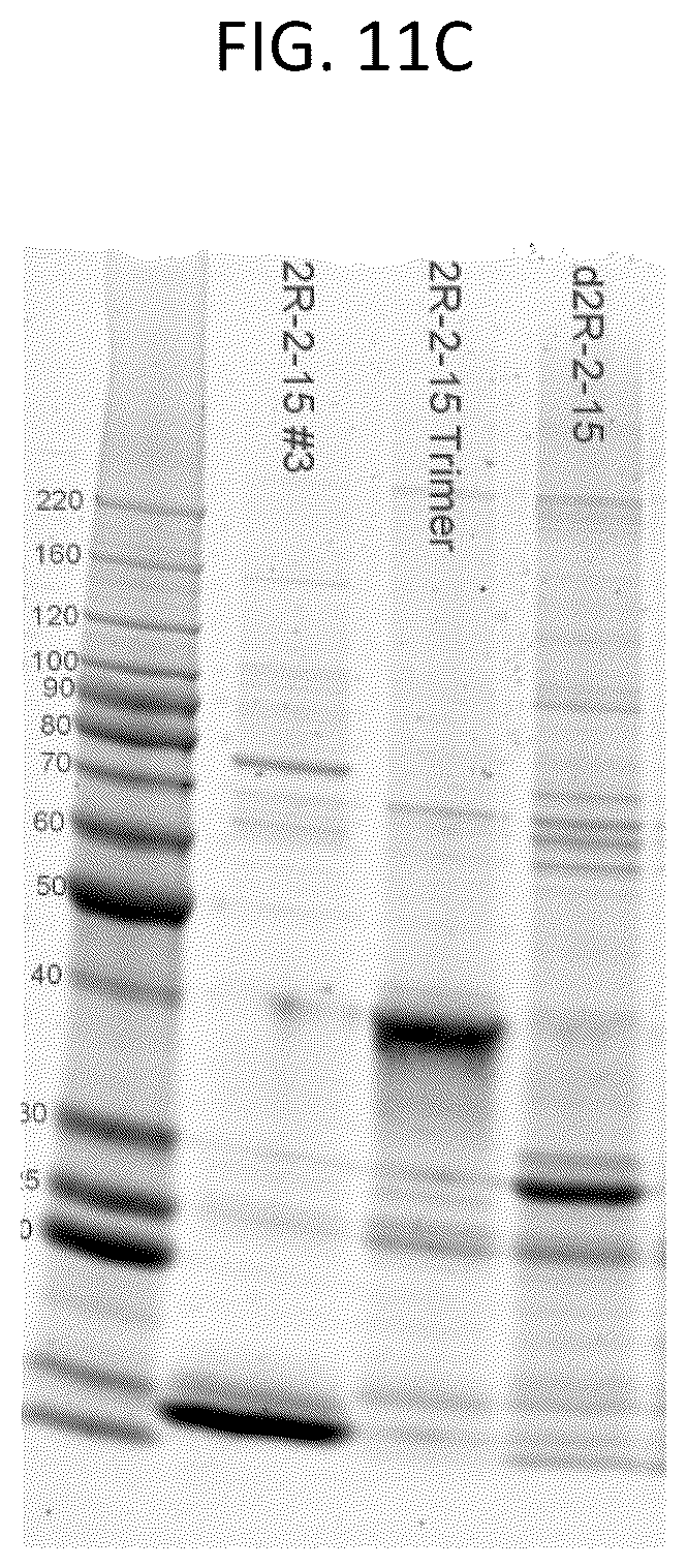 Patent US12103963 Figure 14 – Anti-ETEC adhesin protein antibodies and methods of use