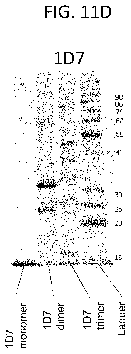 Patent US12103963 Figure 15 – Anti-ETEC adhesin protein antibodies and methods of use