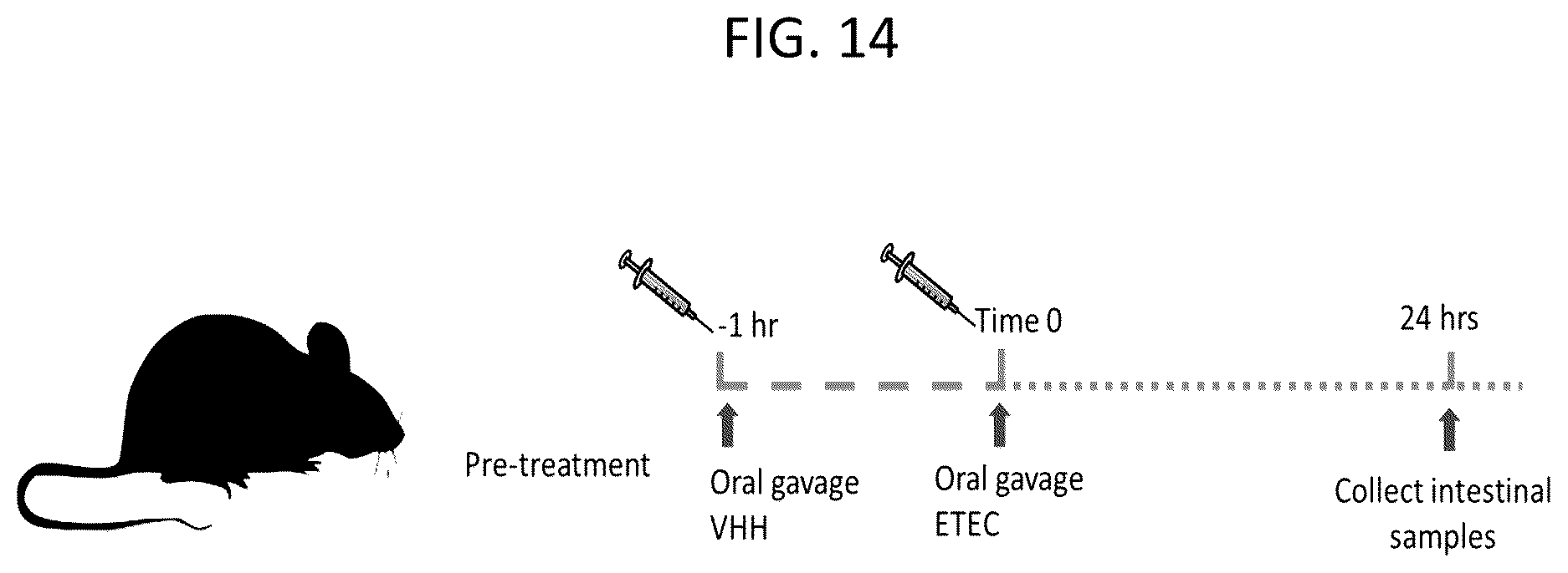 Patent US12103963 Figure 19 – Anti-ETEC adhesin protein antibodies and methods of use