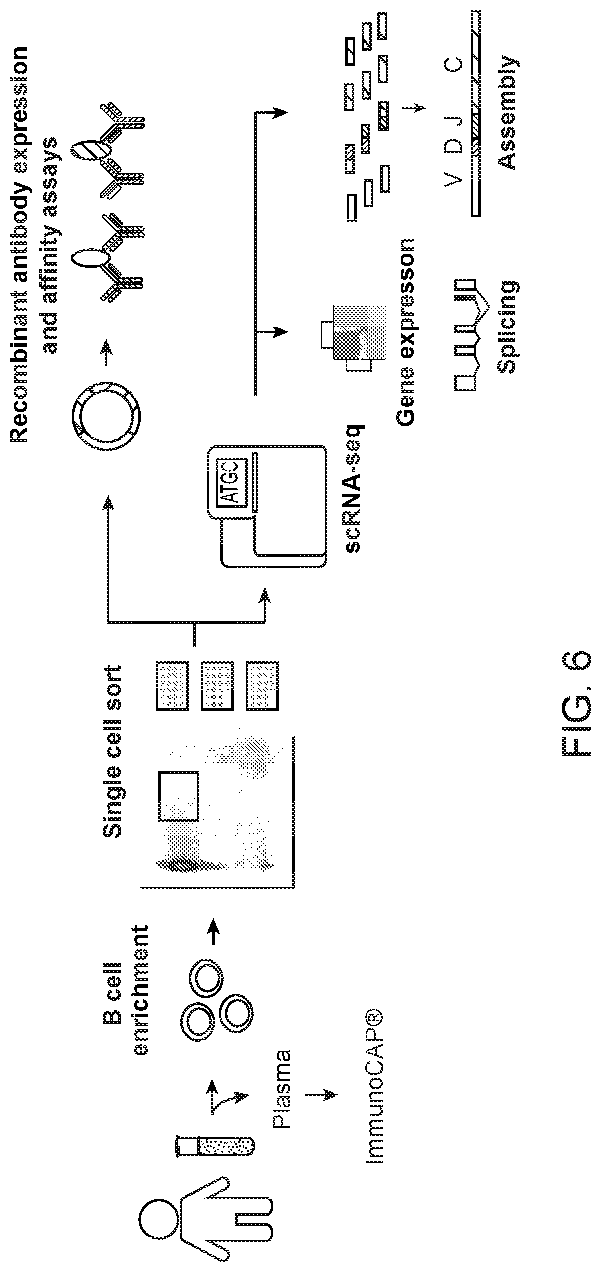 Patent US12103964 Figure 10 – Methods of isolating allergen-specific antibodies from humans and uses thereof