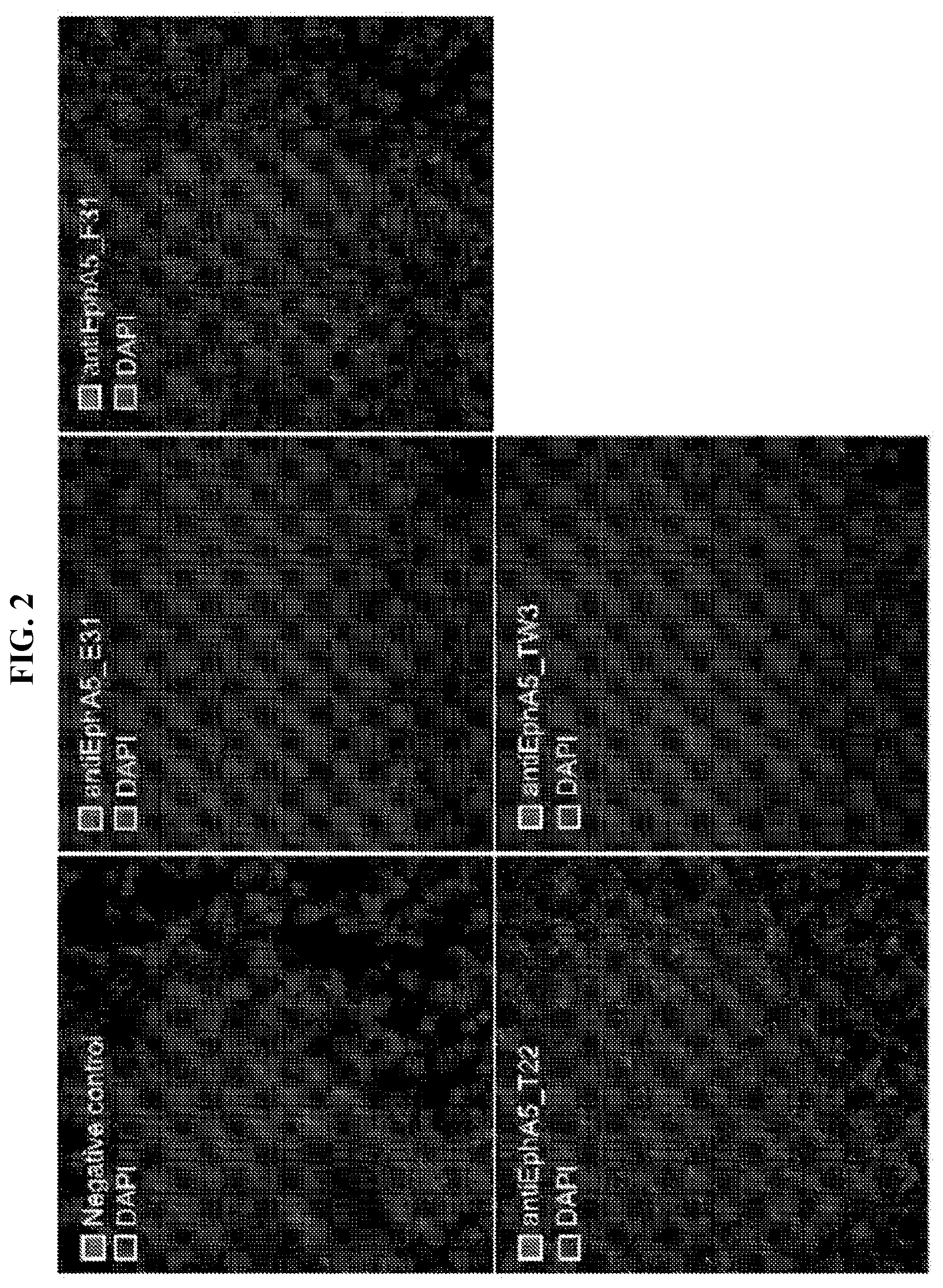 Patent US12103966 Figure 2 – GRP78-binding antibodies and uses thereof in detecting or neutralizing GRP78