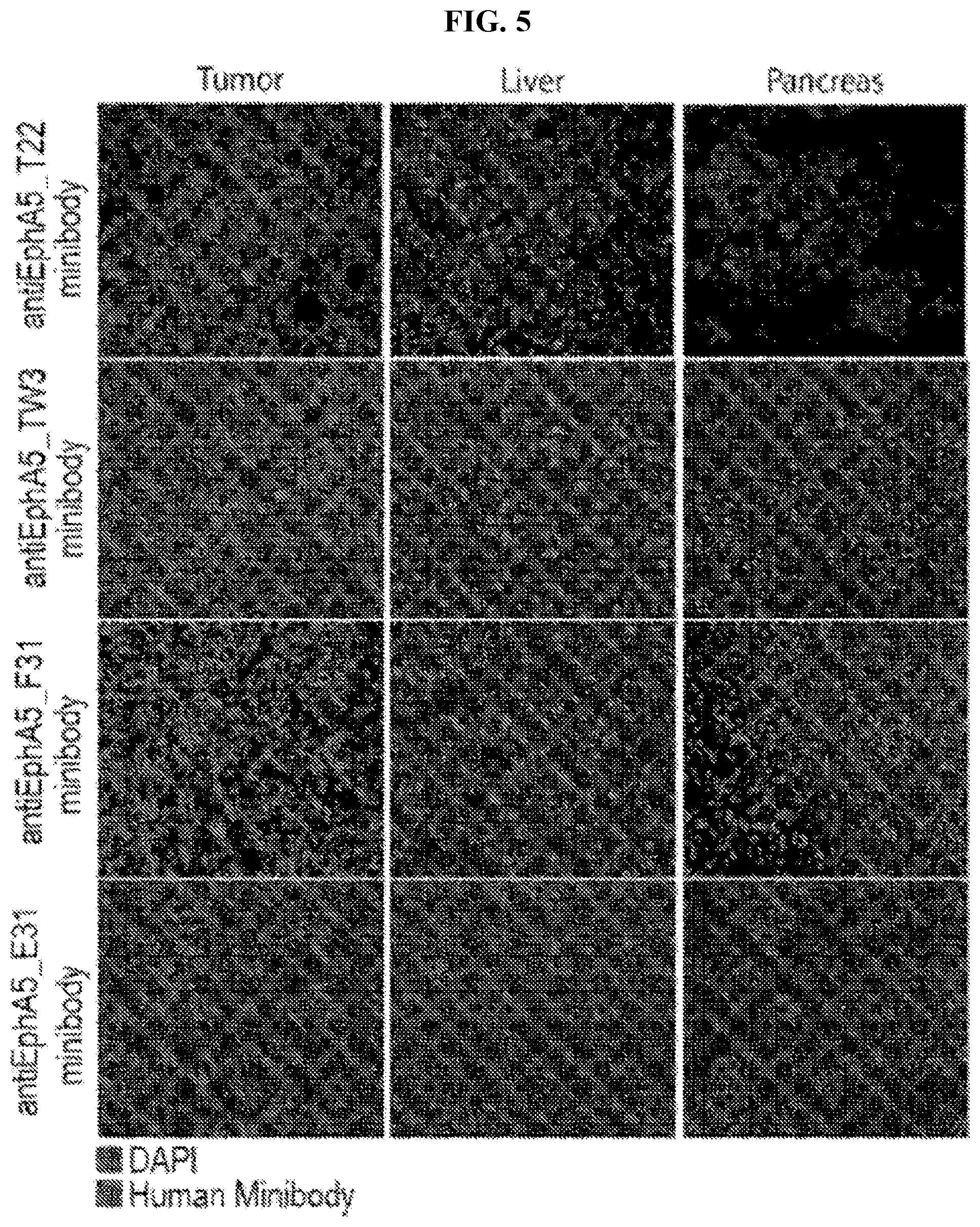Patent US12103966 Figure 9 – GRP78-binding antibodies and uses thereof in detecting or neutralizing GRP78