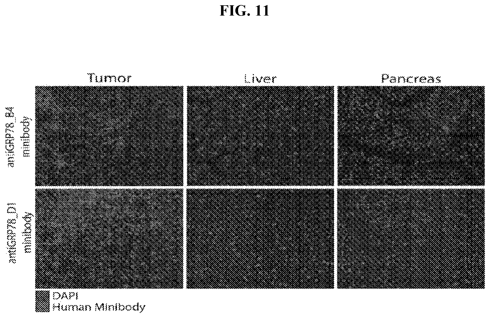 Patent US12103966 Figure 18 – GRP78-binding antibodies and uses thereof in detecting or neutralizing GRP78
