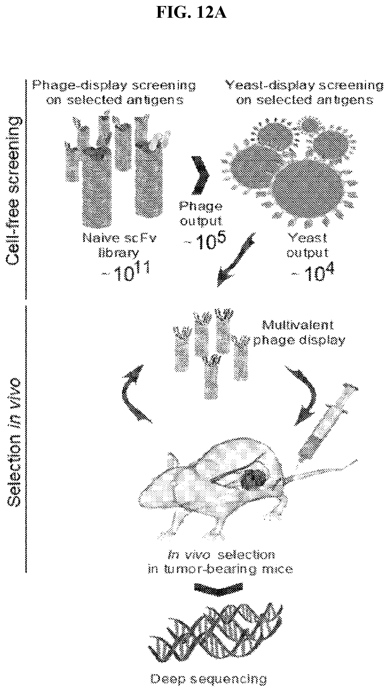 Patent US12103966 Figure 19 – GRP78-binding antibodies and uses thereof in detecting or neutralizing GRP78