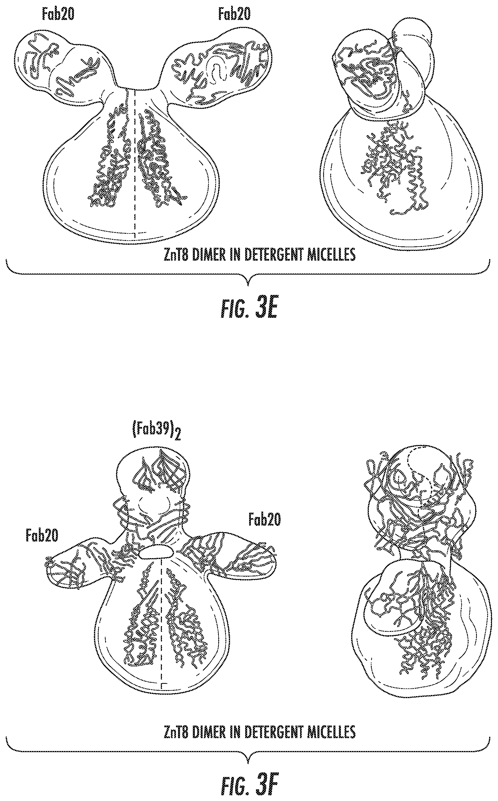 Patent US12103968 Figure 3 – Antibodies to human ZnT8