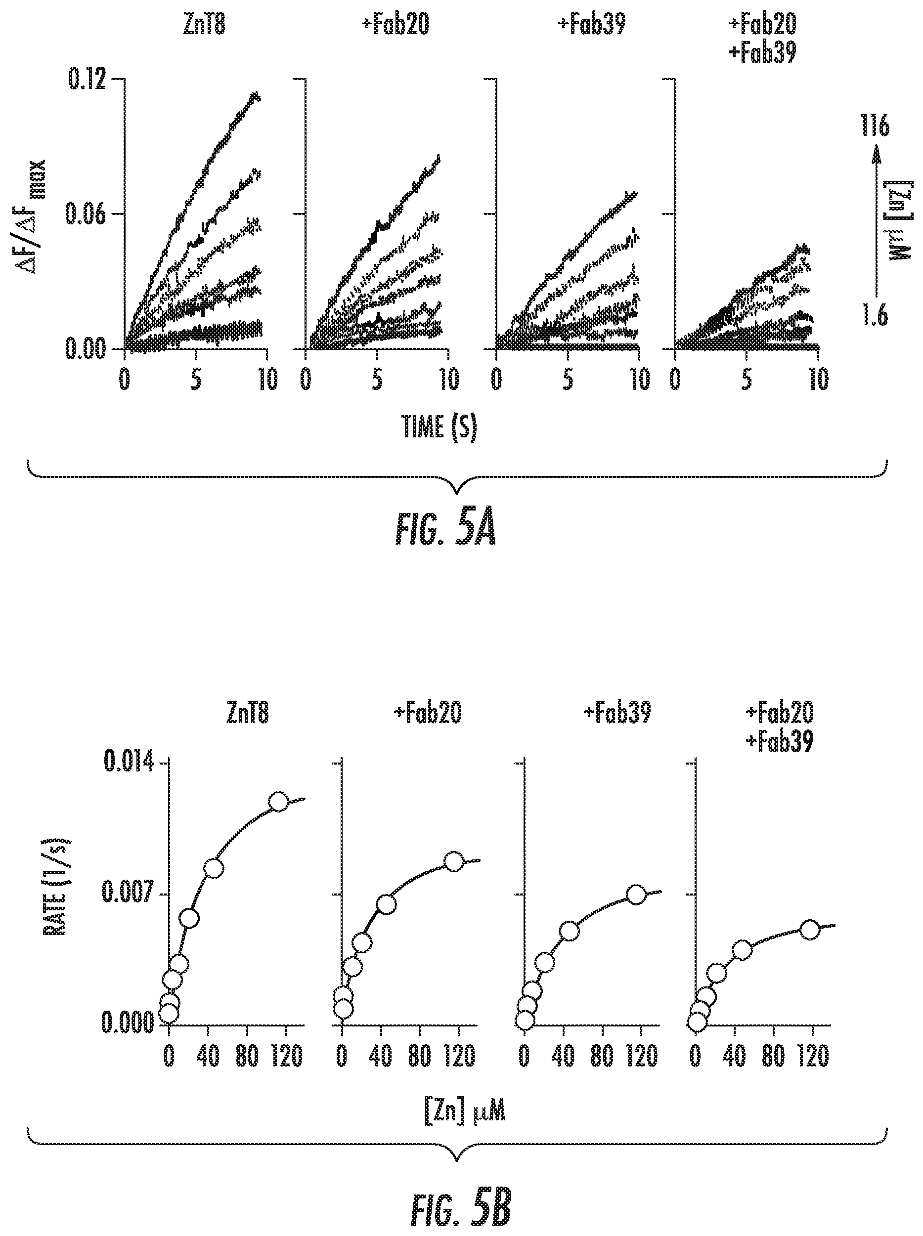 Patent US12103968 Figure 5 – Antibodies to human ZnT8