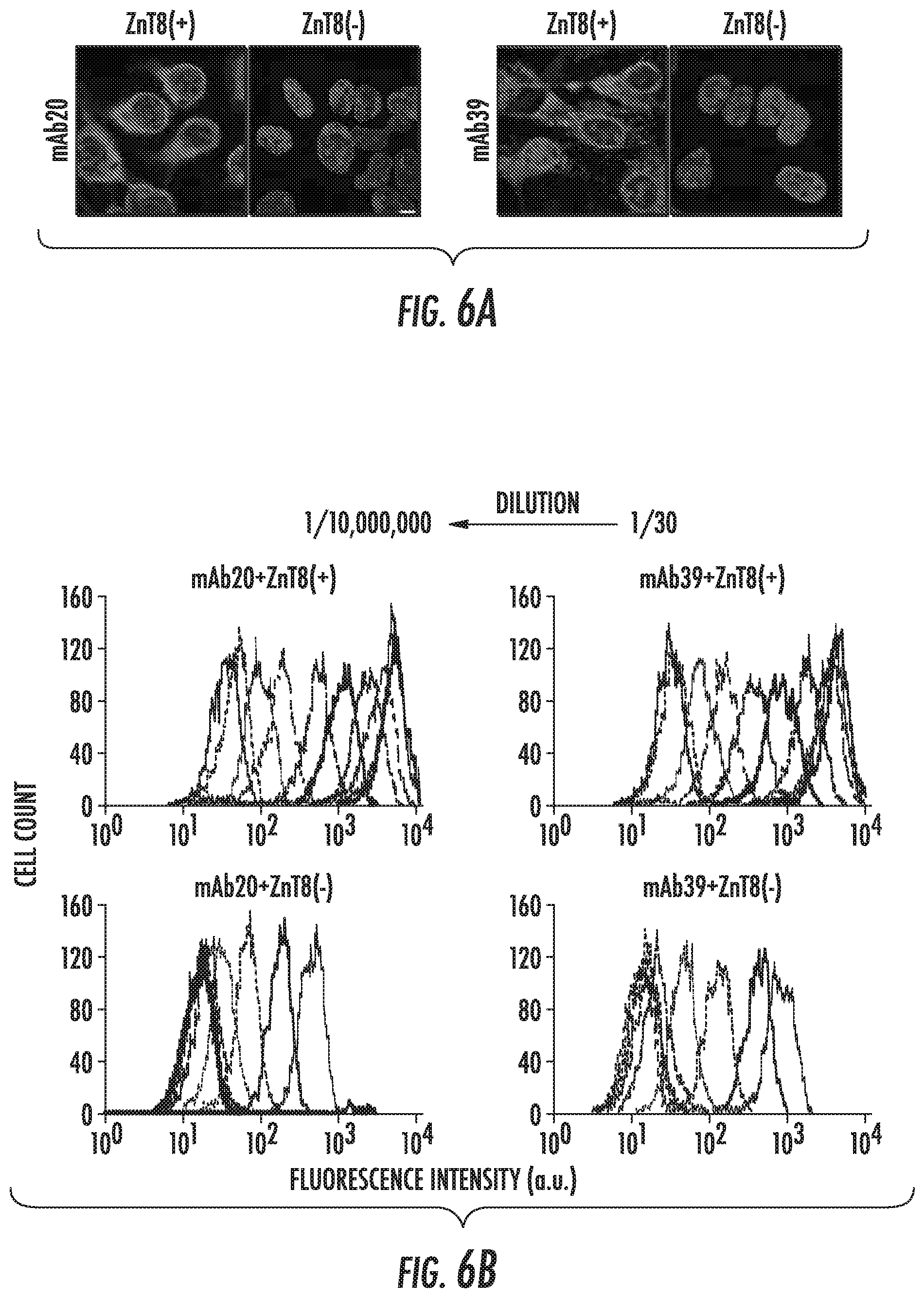 Patent US12103968 Figure 6 – Antibodies to human ZnT8