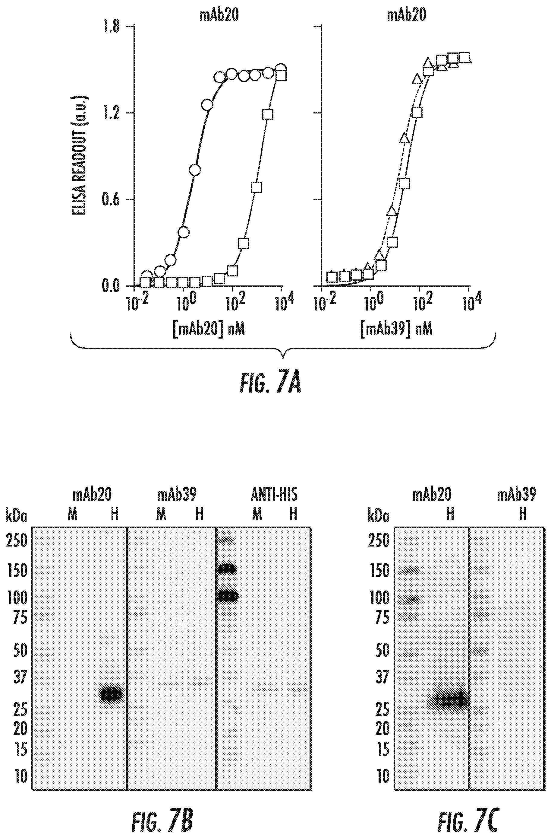 Patent US12103968 Figure 8 – Antibodies to human ZnT8