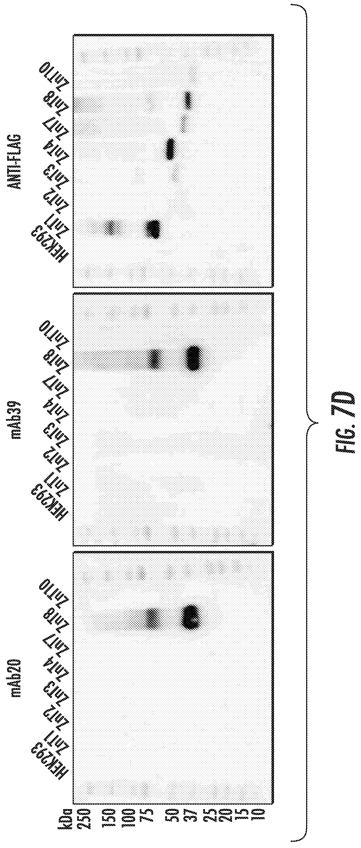 Patent US12103968 Figure 9 – Antibodies to human ZnT8