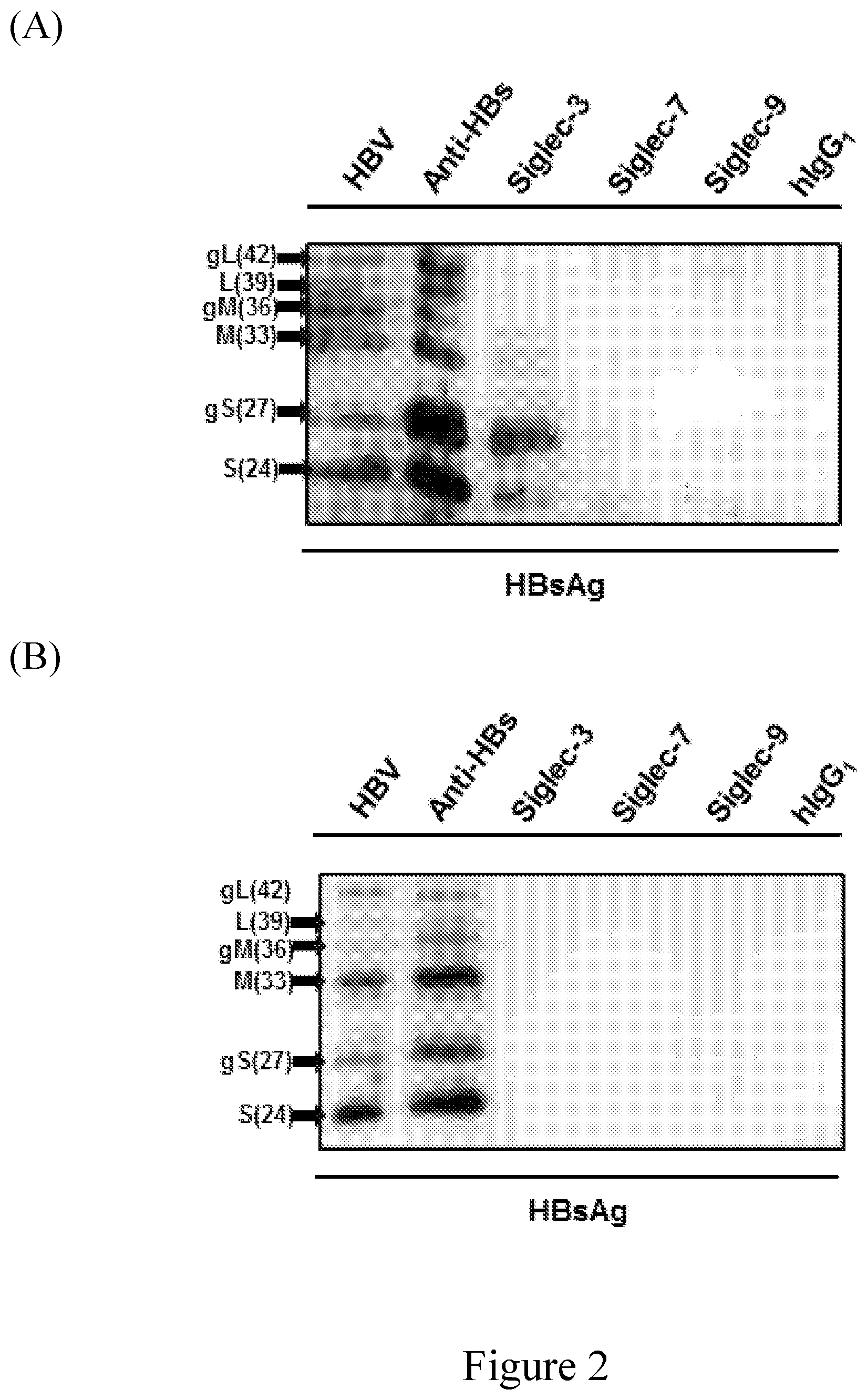 Patent US12103969 Figure 2 – Anti-Siglec antibody, pharmaceutical composition comprising the same, and uses thereof