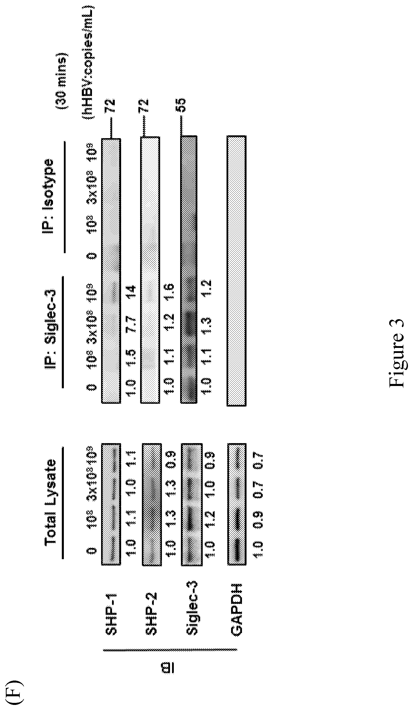 Patent US12103969 Figure 8 – Anti-Siglec antibody, pharmaceutical composition comprising the same, and uses thereof