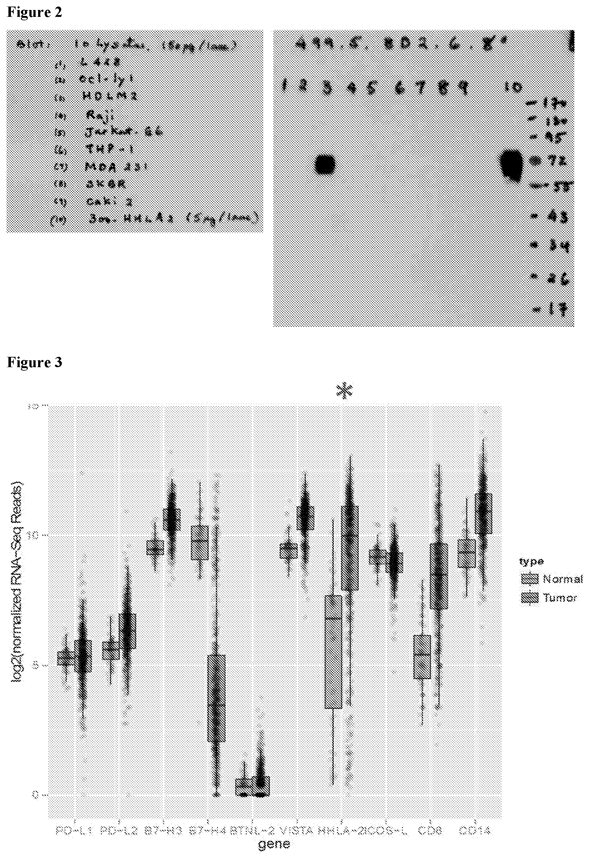 Patent US12103972 Figure 3 – KIR3DL3 as an HHLA2 receptor, anti-HHLA2 antibodies, and uses thereof