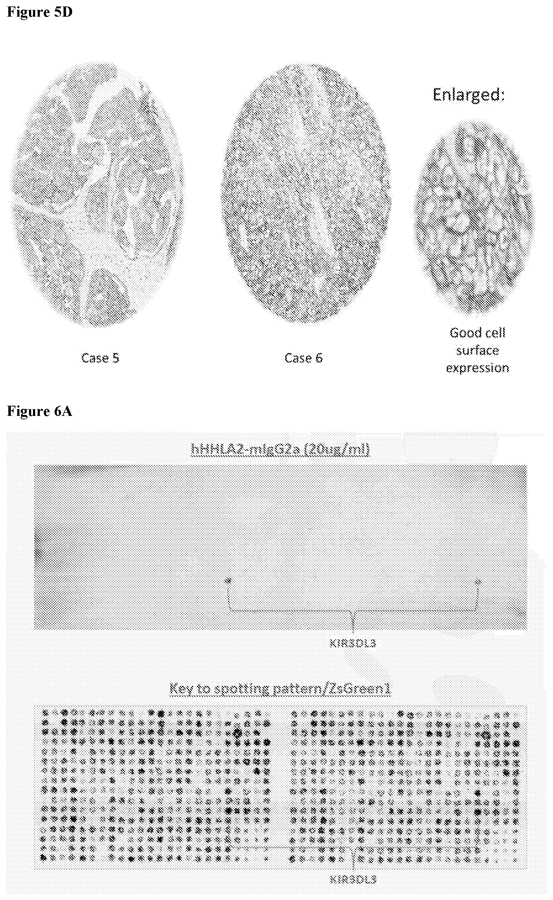 Patent US12103972 Figure 6 – KIR3DL3 as an HHLA2 receptor, anti-HHLA2 antibodies, and uses thereof