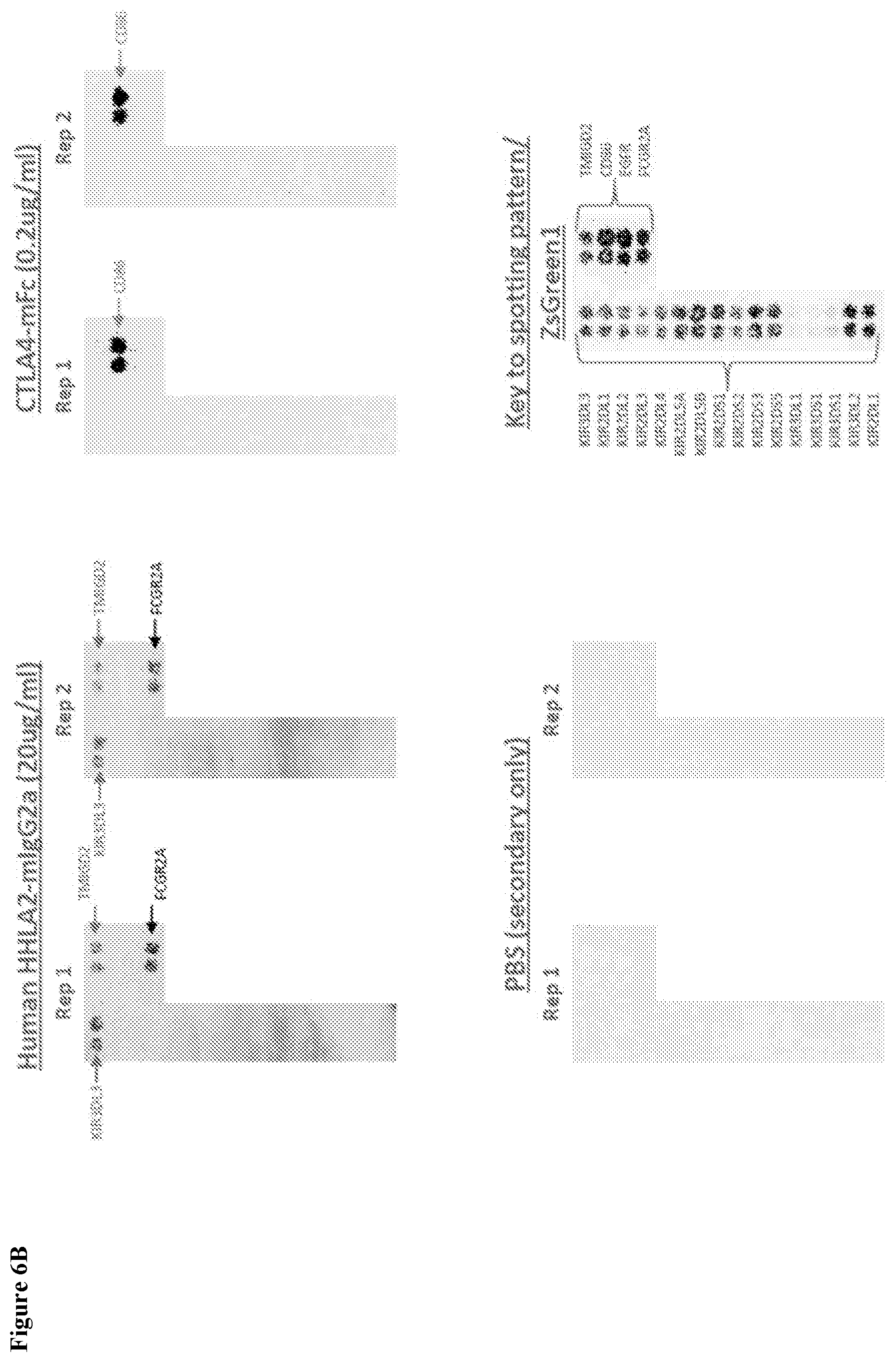 Patent US12103972 Figure 7 – KIR3DL3 as an HHLA2 receptor, anti-HHLA2 antibodies, and uses thereof