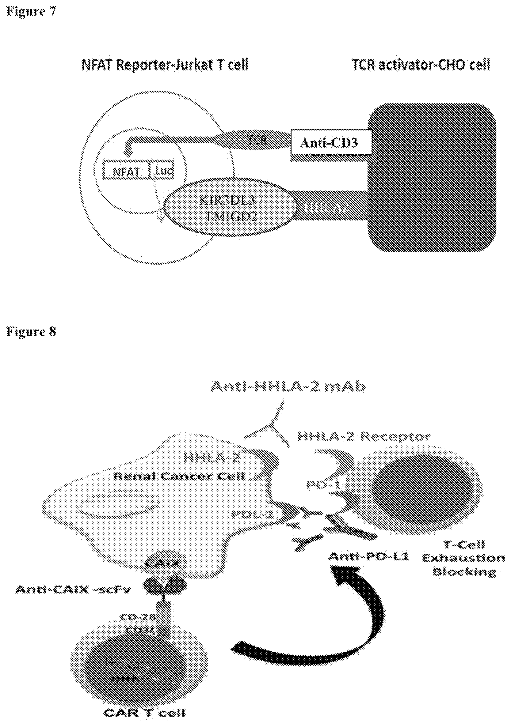 Patent US12103972 Figure 9 – KIR3DL3 as an HHLA2 receptor, anti-HHLA2 antibodies, and uses thereof