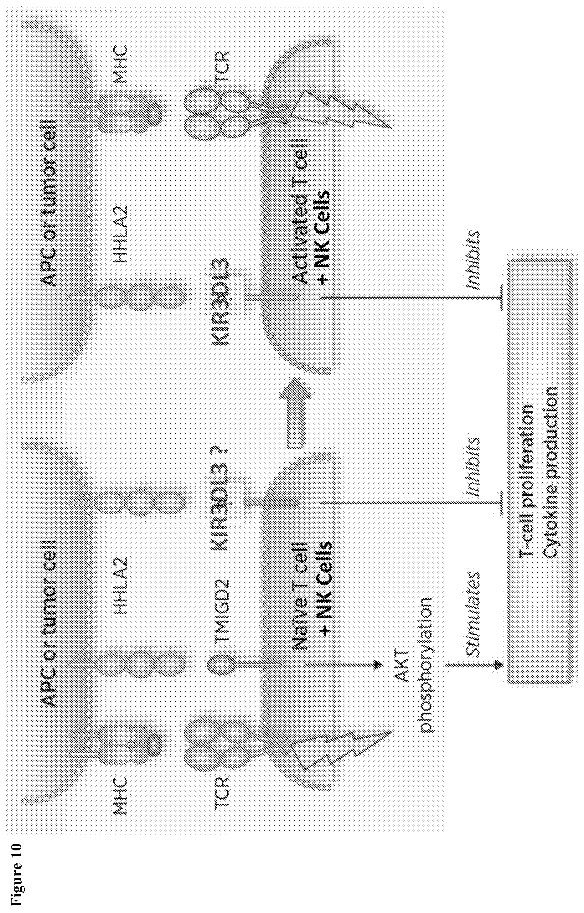 Patent US12103972 Figure 11 – KIR3DL3 as an HHLA2 receptor, anti-HHLA2 antibodies, and uses thereof