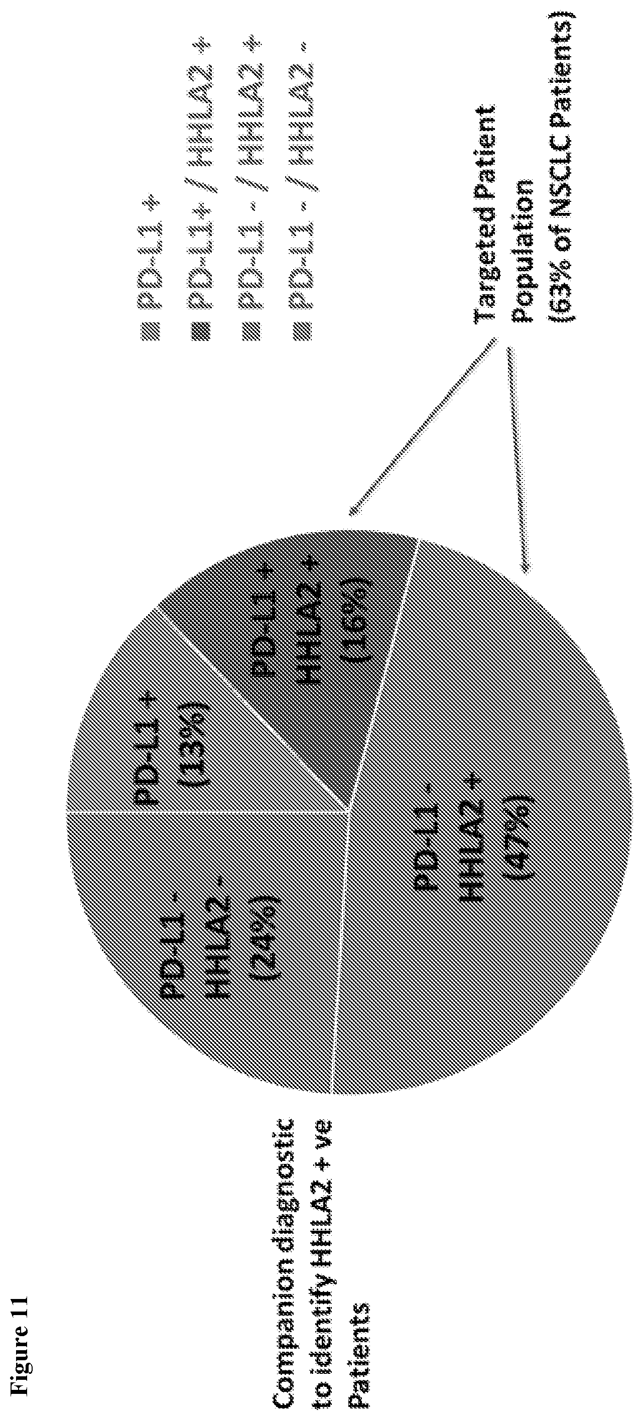 Patent US12103972 Figure 12 – KIR3DL3 as an HHLA2 receptor, anti-HHLA2 antibodies, and uses thereof