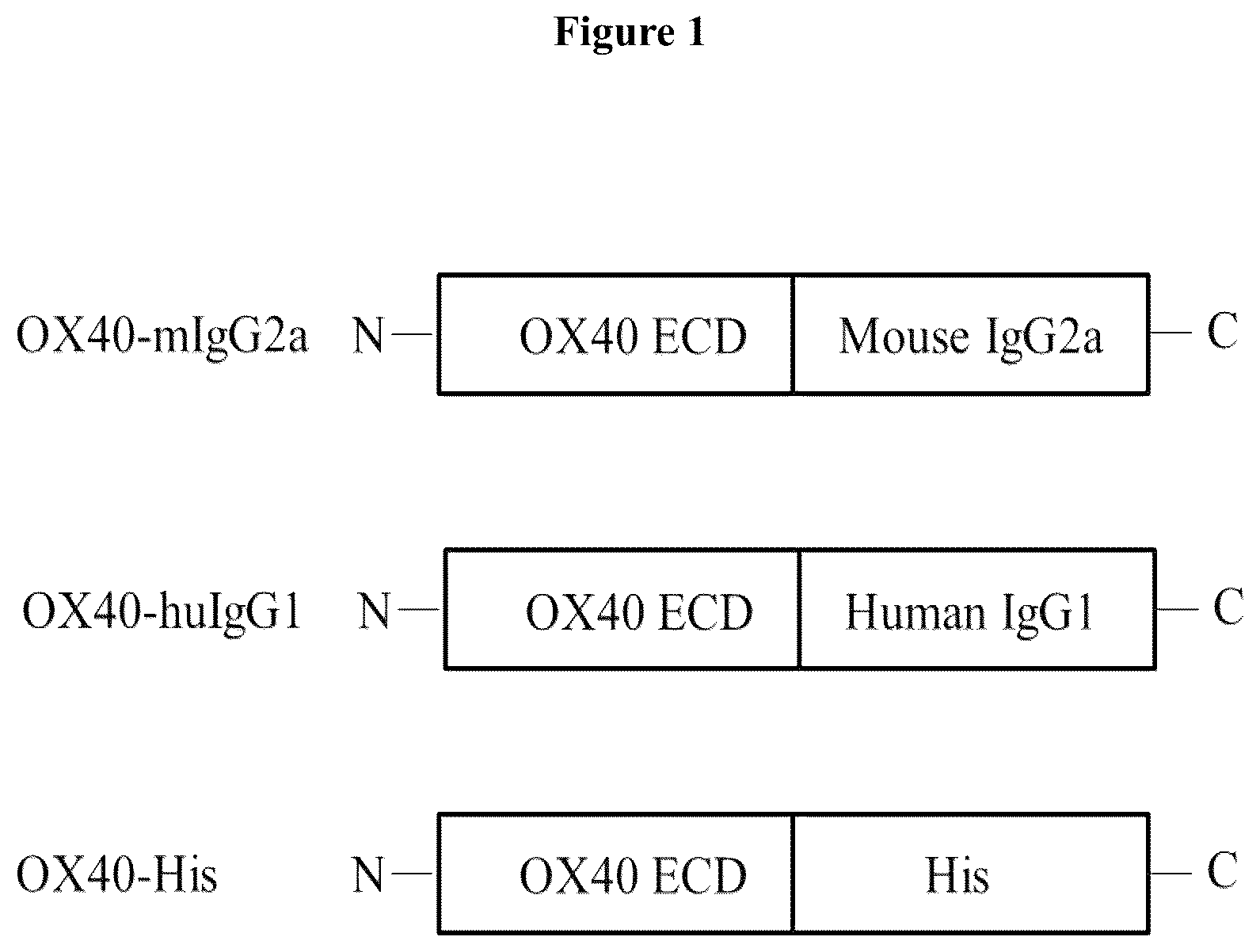 Patent US12103974 Figure 1 – Anti-OX40 antibodies and methods of use