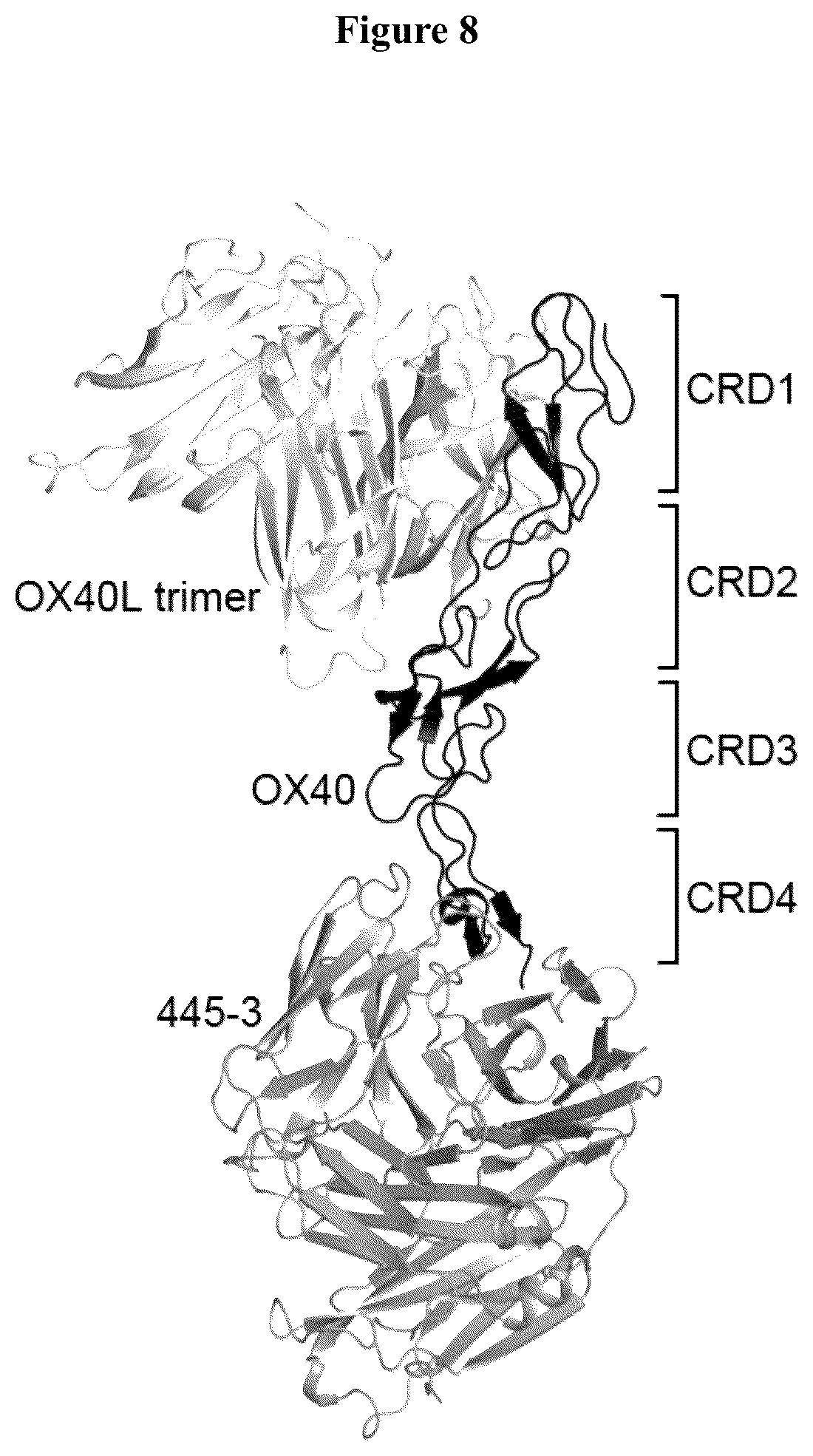 Patent US12103974 Figure 8 – Anti-OX40 antibodies and methods of use