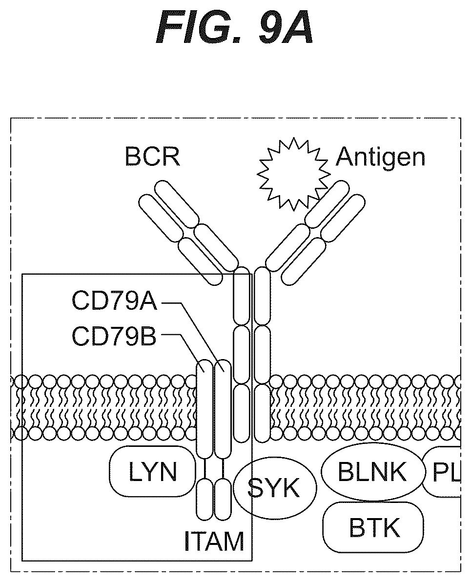 Patent US12103977 Figure 19 – Trispecific antibody targeting CD79b, CD20, and CD3