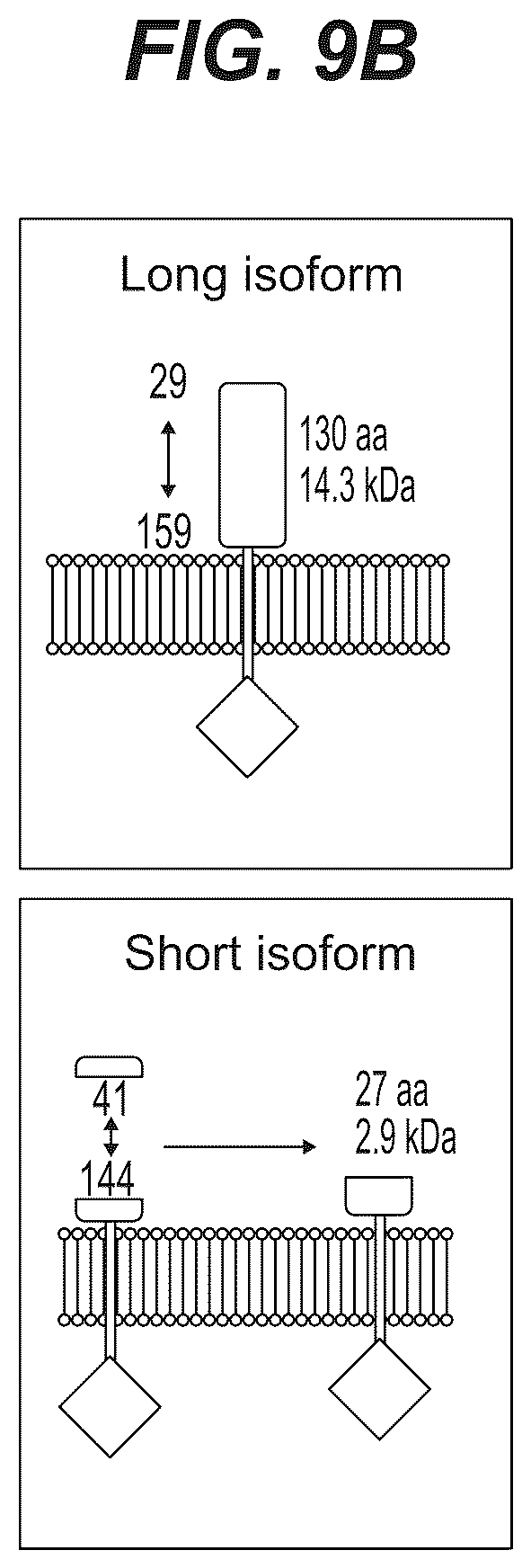 Patent US12103977 Figure 20 – Trispecific antibody targeting CD79b, CD20, and CD3