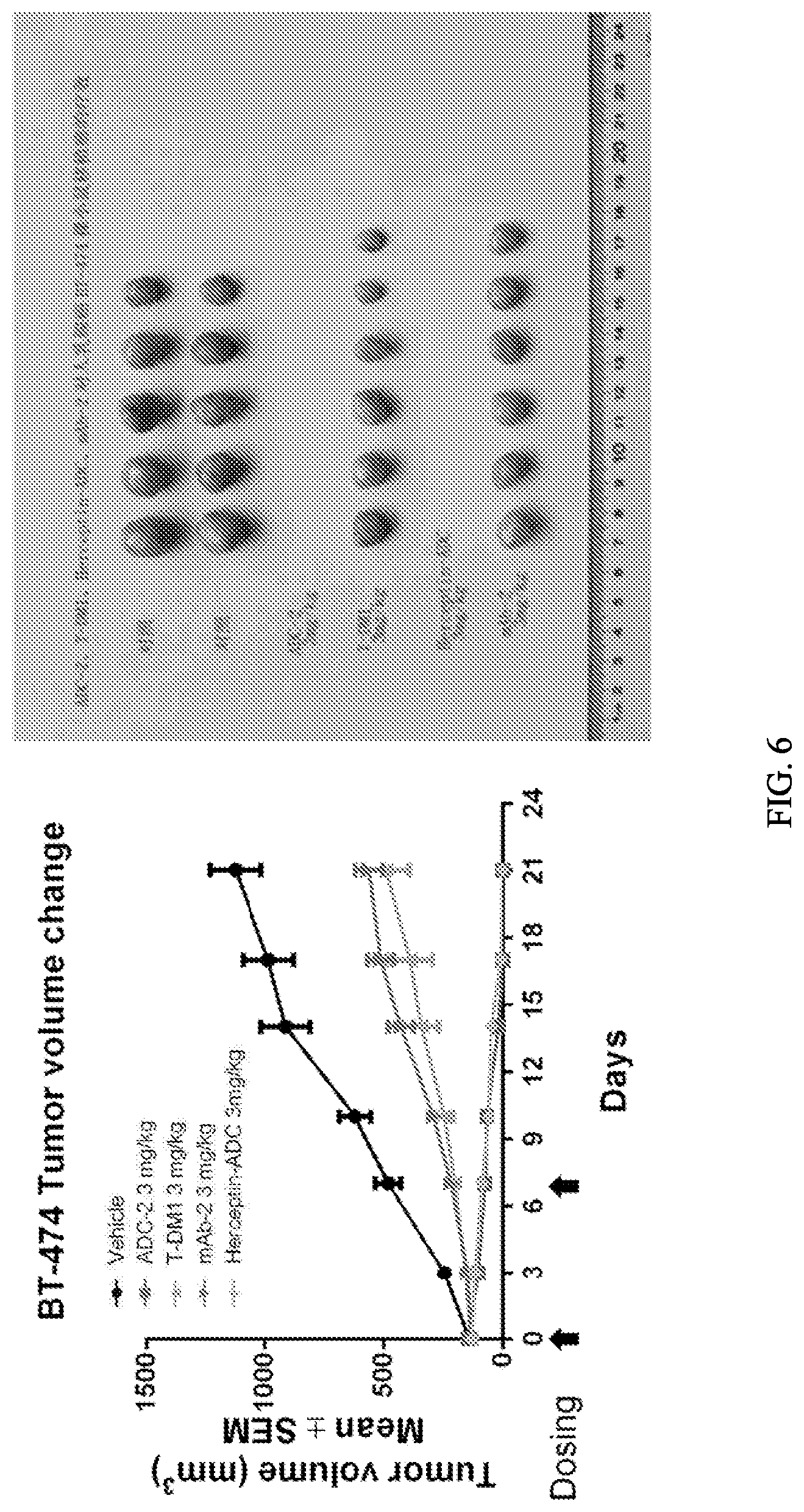 Patent US12103978 Figure 6 – Methods and materials for treating cancer
