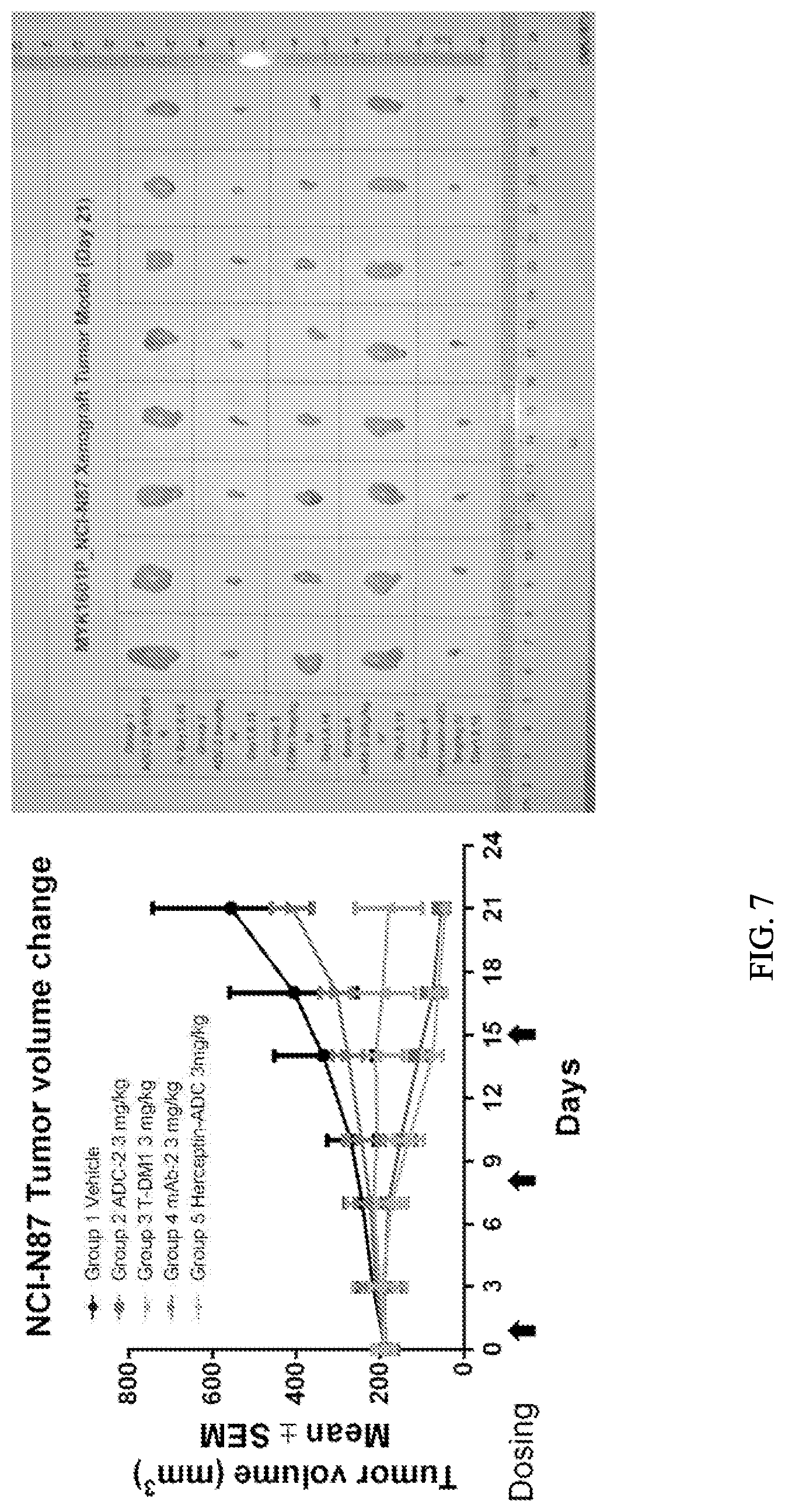 Patent US12103978 Figure 7 – Methods and materials for treating cancer