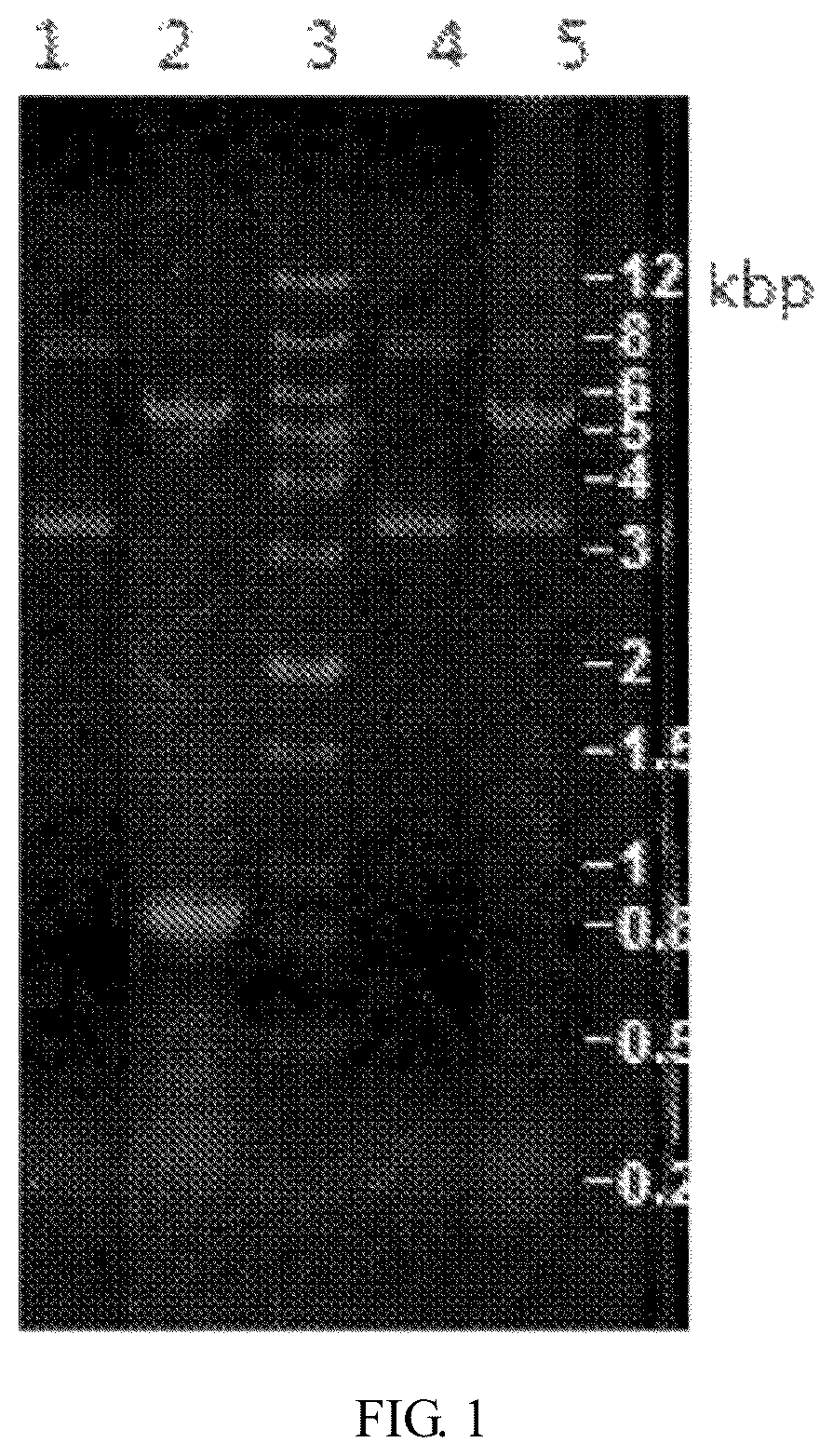 Patent US12103980 Figure 1 – Development of recombinant chicken IGY SCFV antibody raised against human thymidine kinase 1 expressed in prokaryotic cells and use thereof