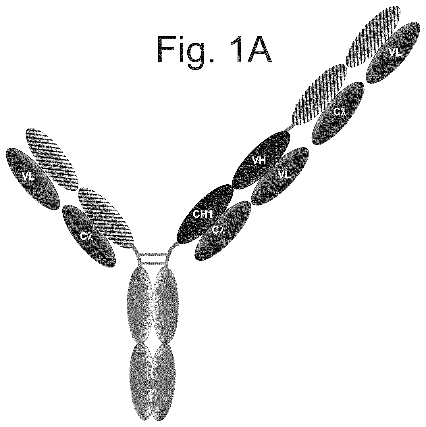 Patent US12103982 Figure 1 – T cell activating bispecific antigen binding molecules