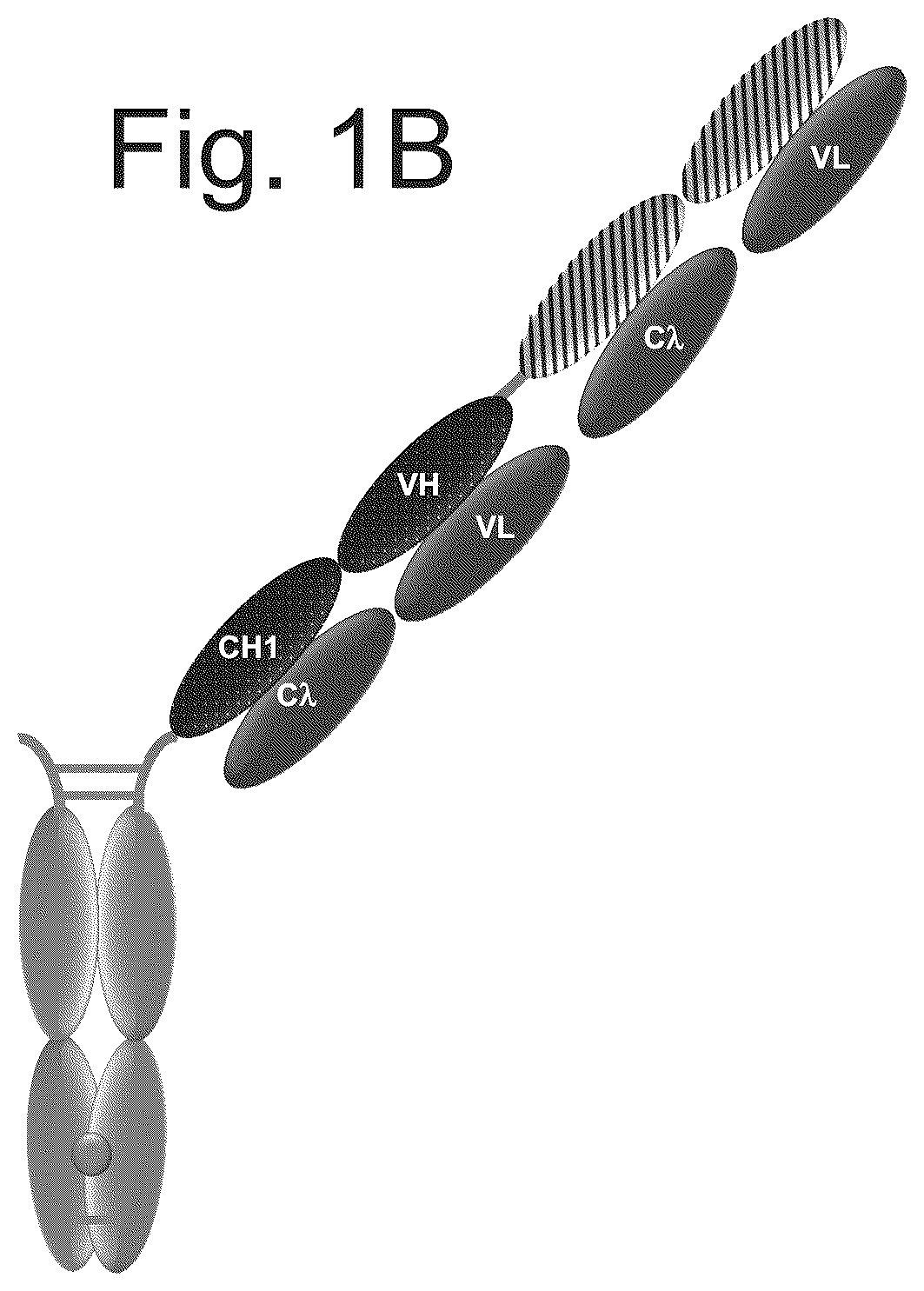 Patent US12103982 Figure 2 – T cell activating bispecific antigen binding molecules