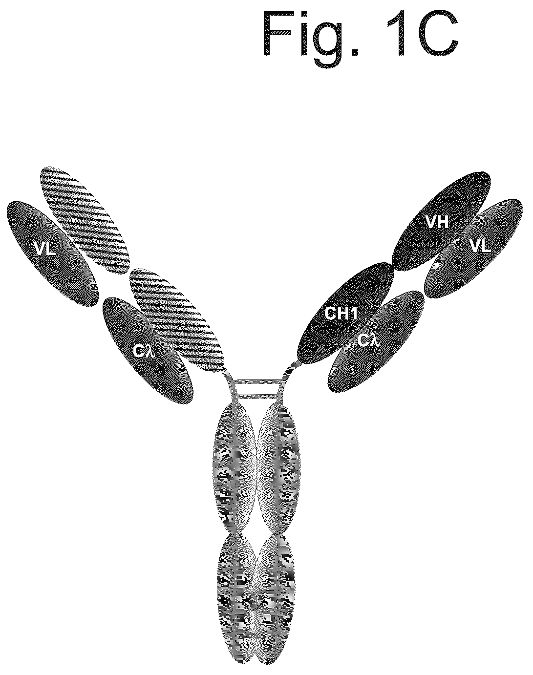 Patent US12103982 Figure 3 – T cell activating bispecific antigen binding molecules