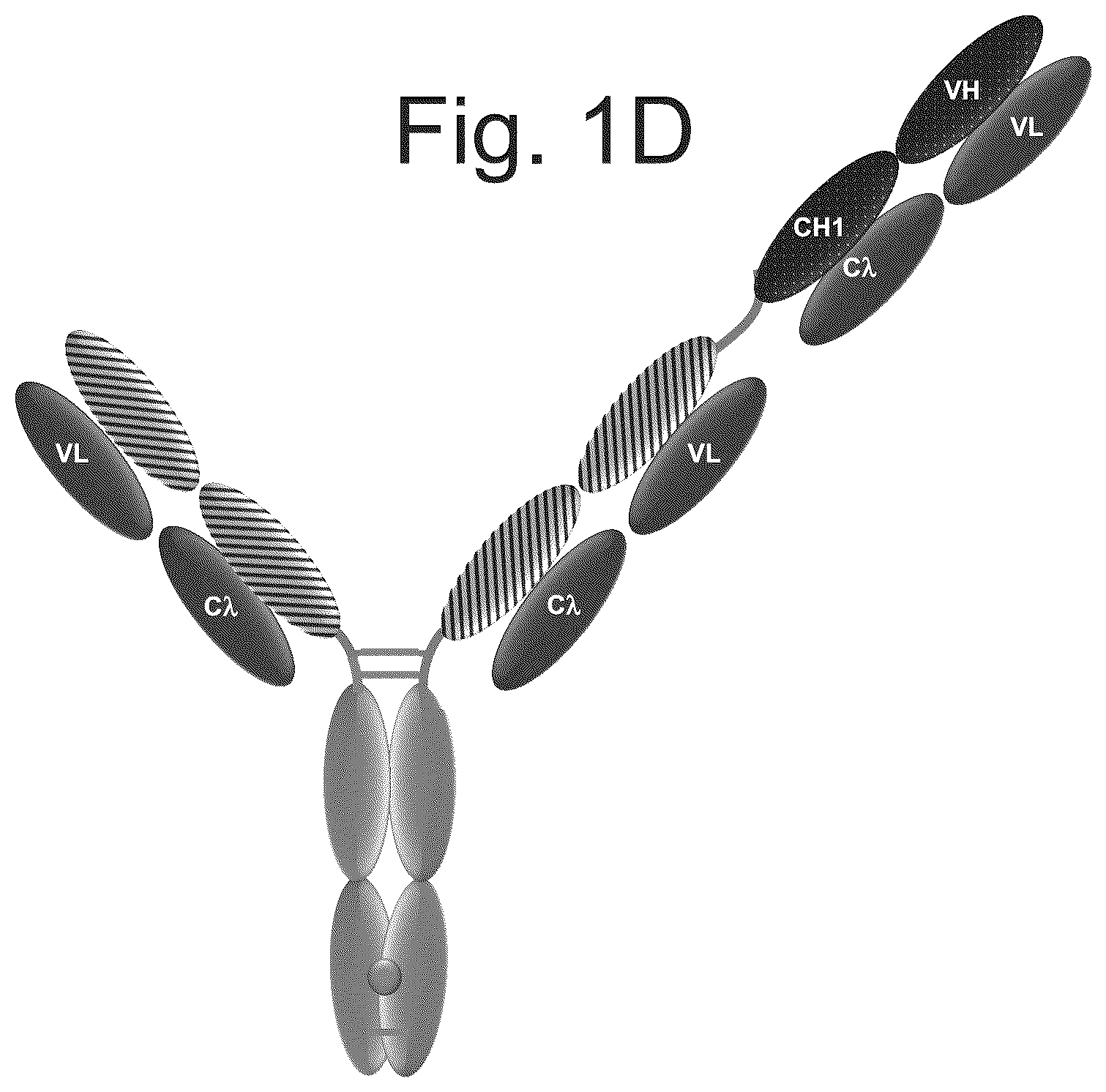 Patent US12103982 Figure 4 – T cell activating bispecific antigen binding molecules