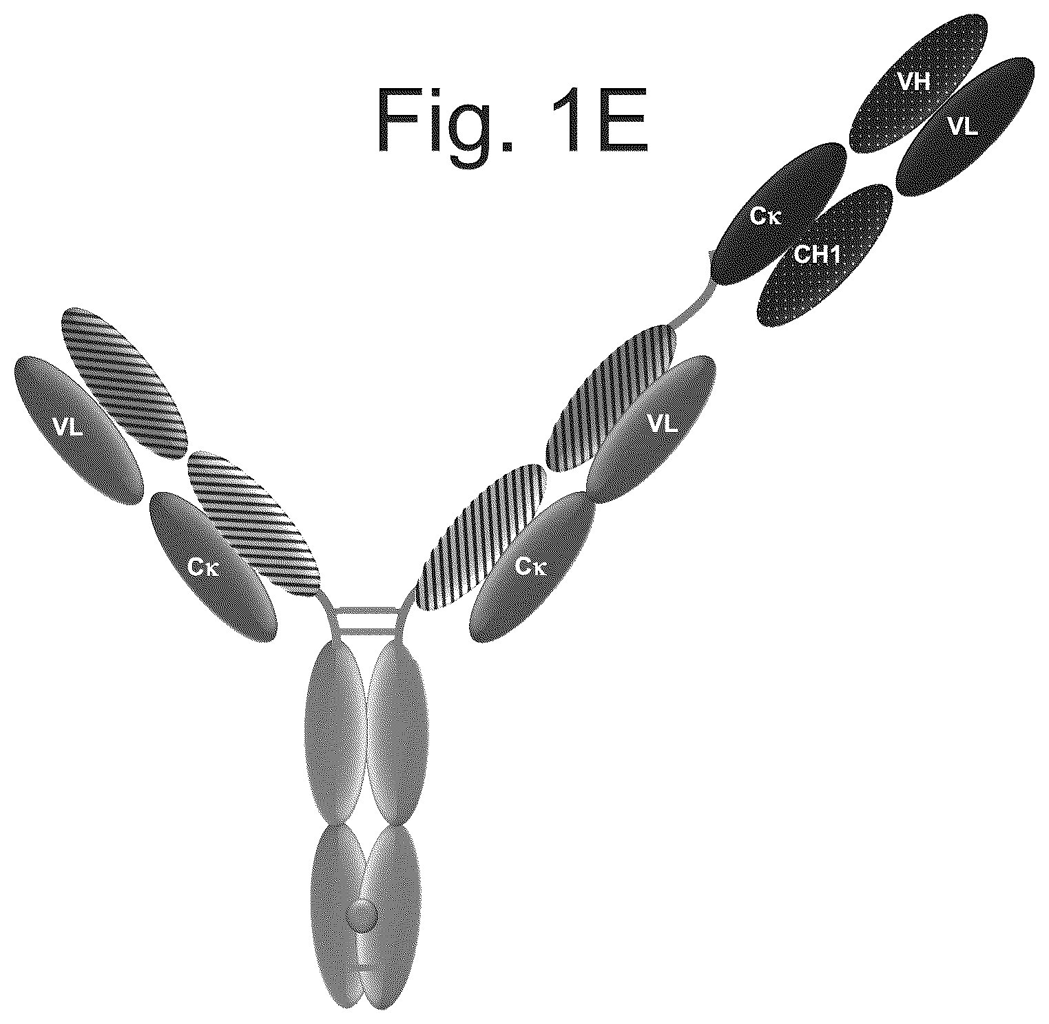 Patent US12103982 Figure 5 – T cell activating bispecific antigen binding molecules