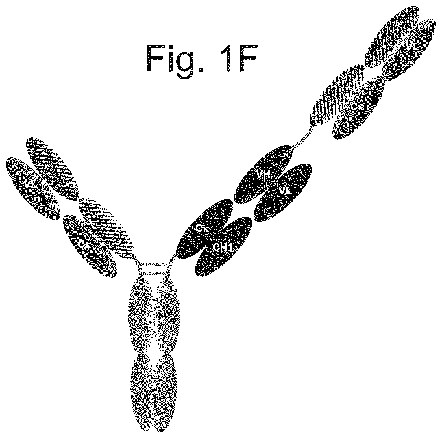 Patent US12103982 Figure 6 – T cell activating bispecific antigen binding molecules
