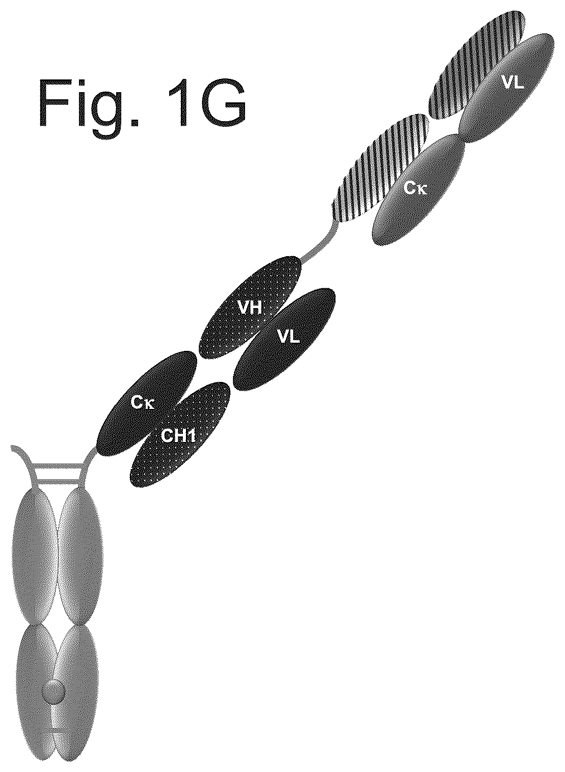 Patent US12103982 Figure 7 – T cell activating bispecific antigen binding molecules
