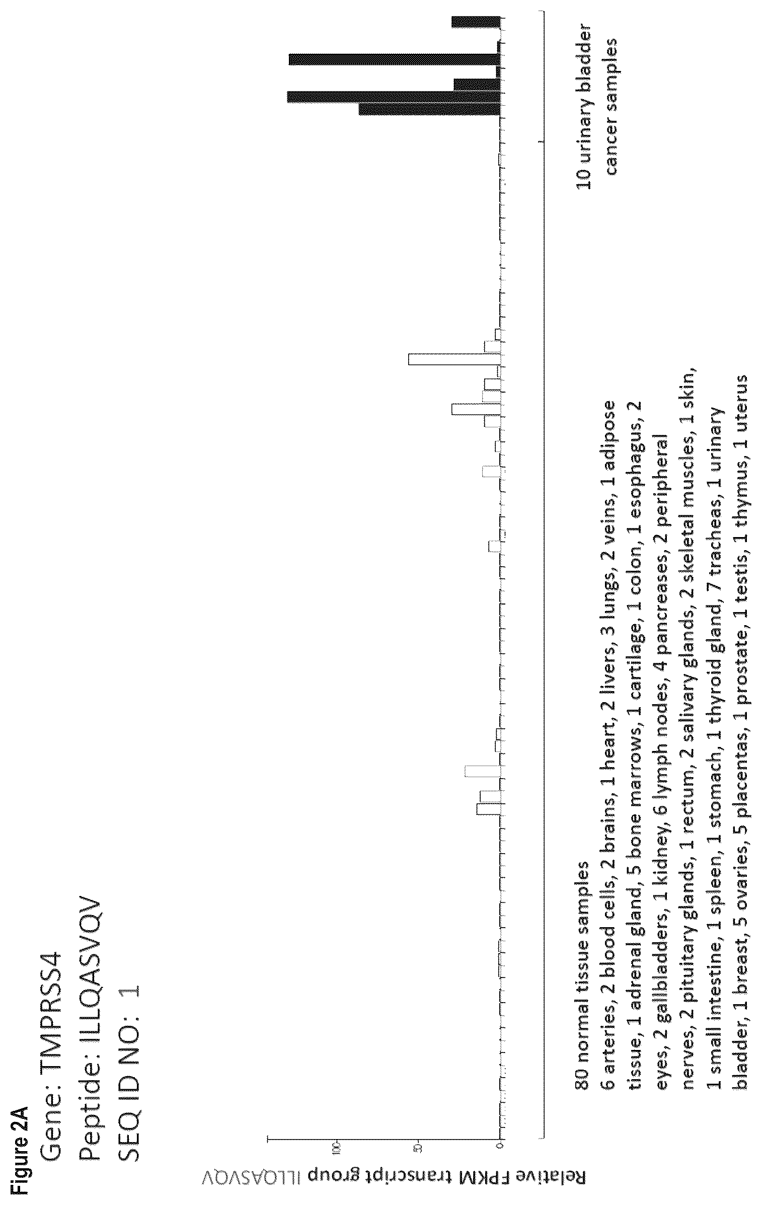 Patent US12103984 Figure 19 – Peptides, combination of peptides, and cell based medicaments for use in immunotherapy against urinary bladder cancer and other cancers